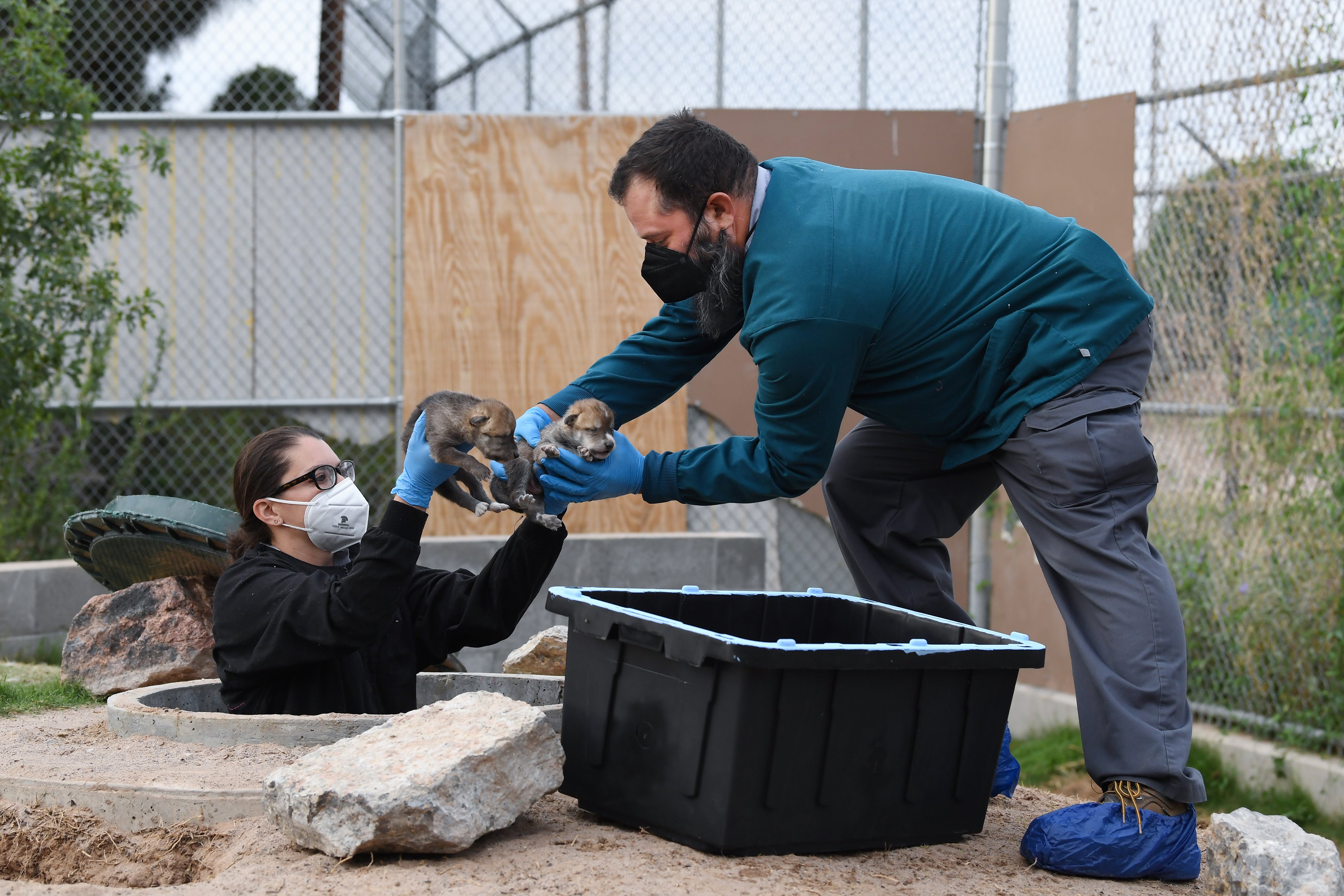 One zookeeper lowered herself into the den, a hideout the litter's mom, Tazhana, had dug into a dirt hill