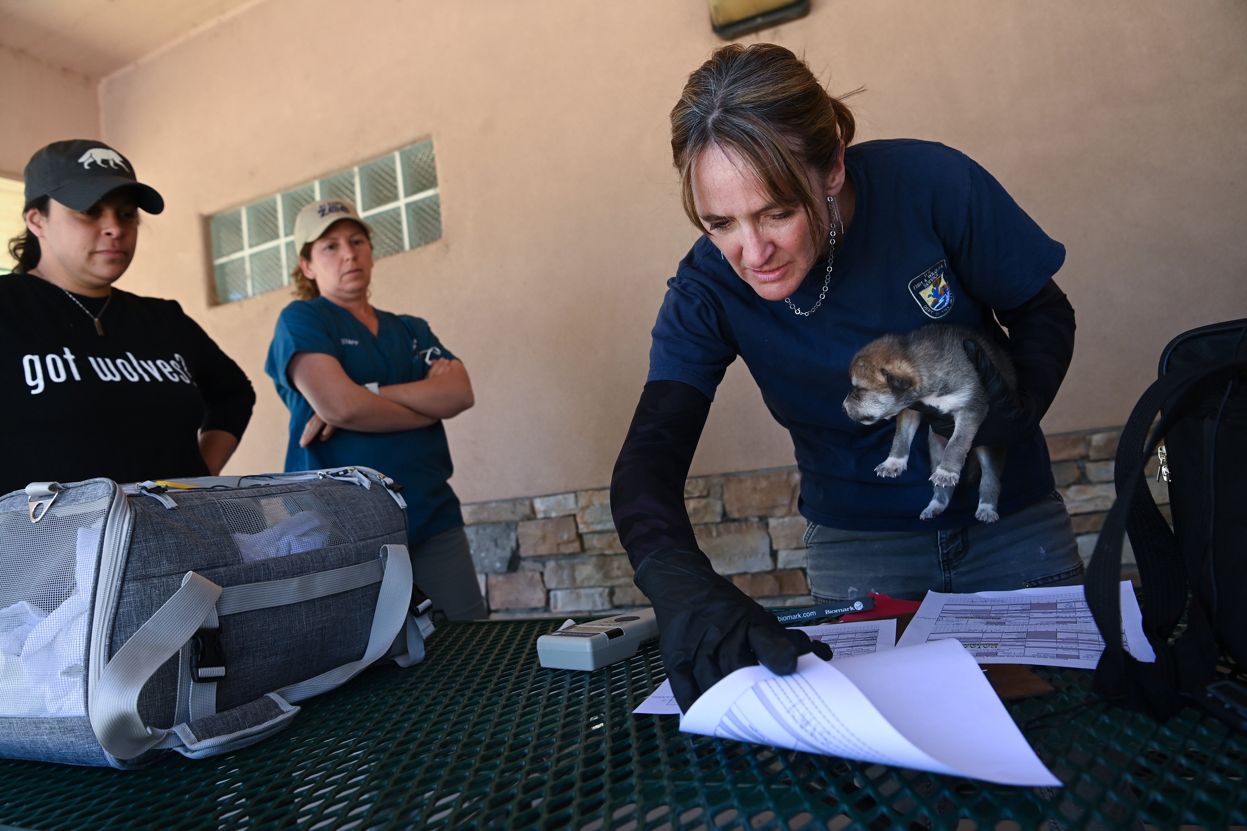 Susan Dicks, a veterinarian with the US Fish and Wildlife Service, checks a captive-born Mexican wolf pup that is about to be placed with wild wolves