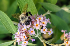 Climate change killing off bumblebees by waking them up early from hibernation, study warns