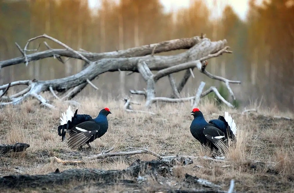 Black grouse in Ukraine