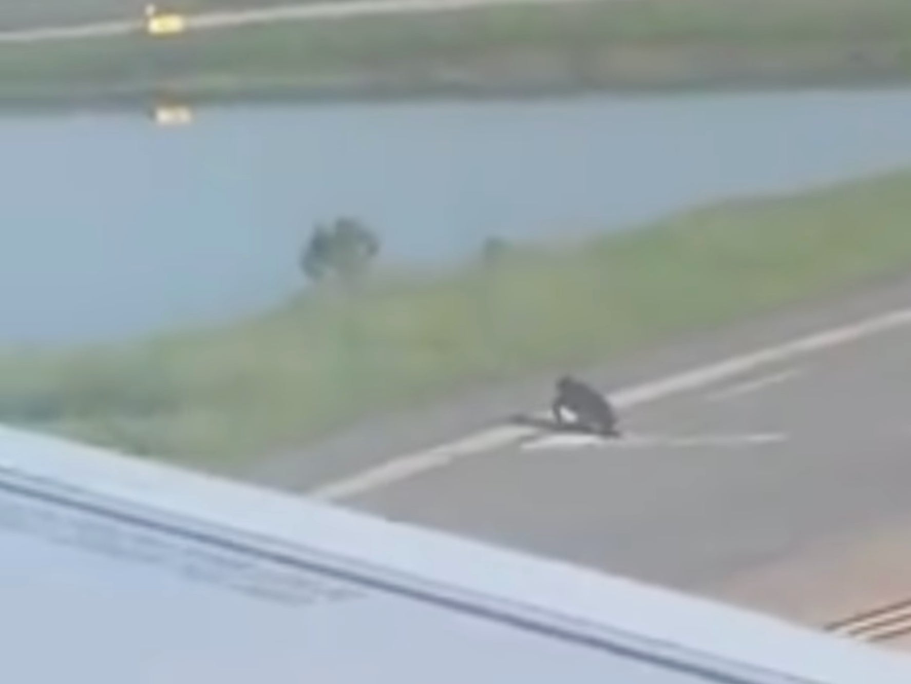 Alligator delays flights from Charleston airport