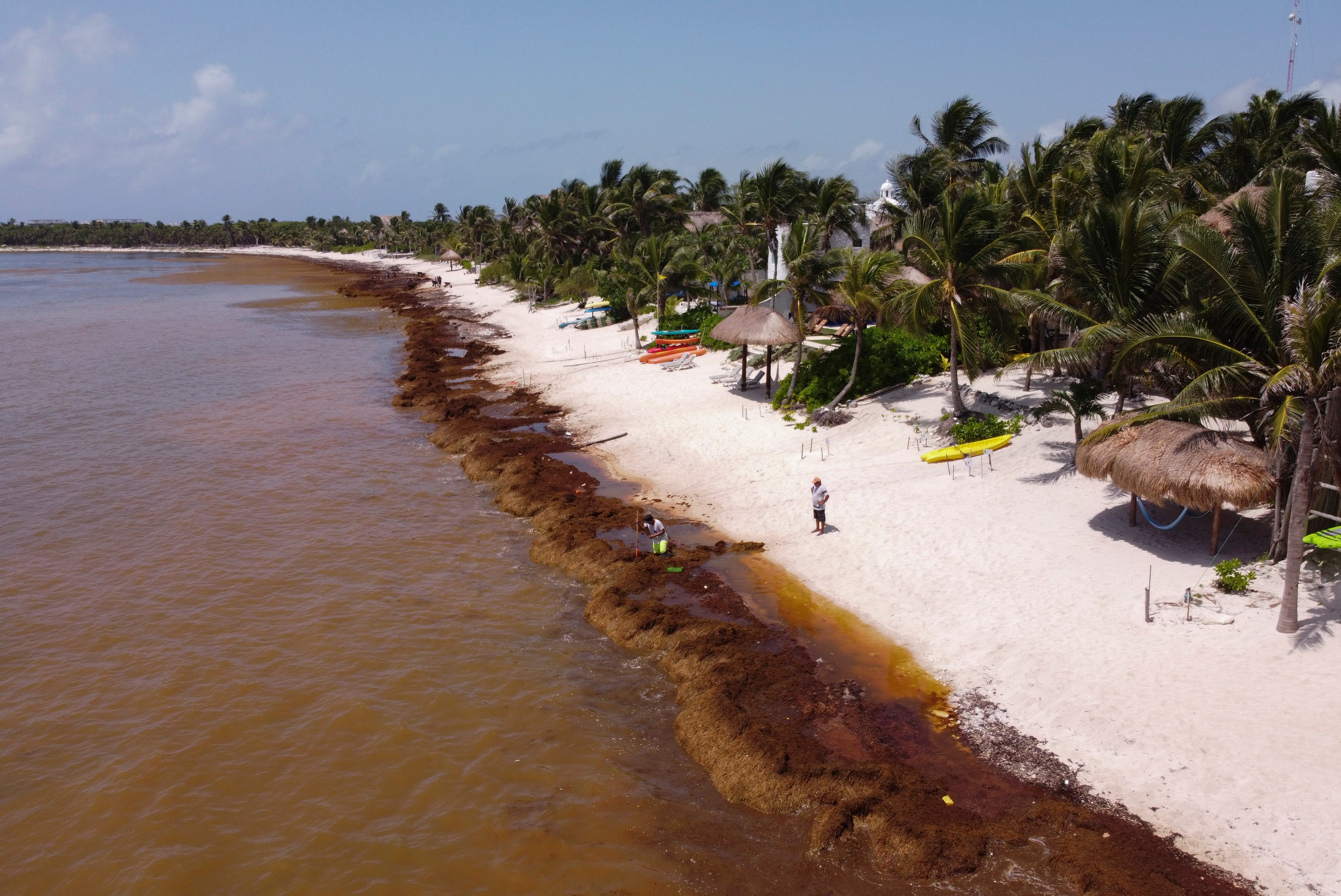 Mexico Seaweed Invasion