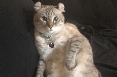 I tried to turn my cat into an influencer. Things got strange pretty fast