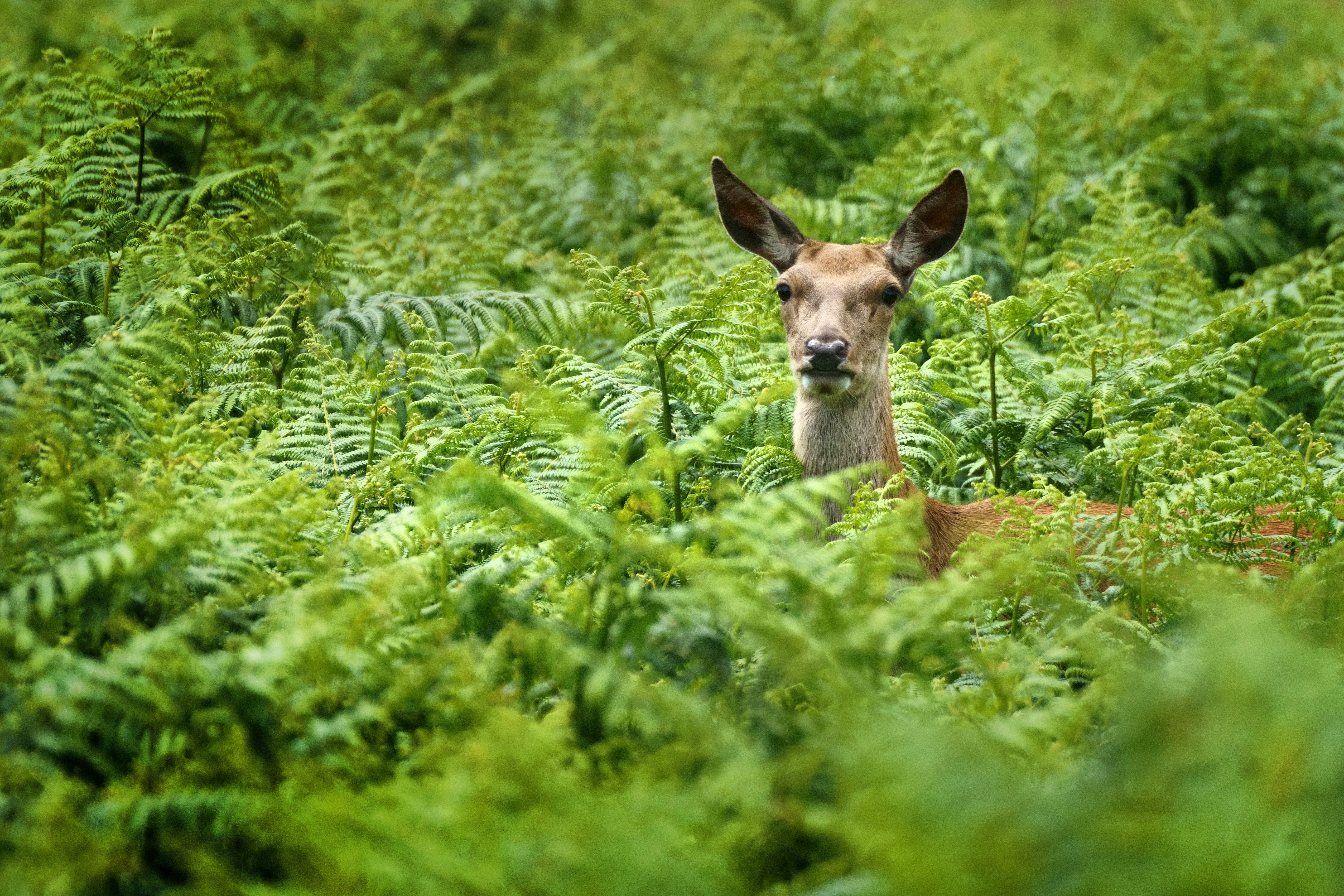 Bracken provides effective cover and makes it difficult for marksmen (Victoria Jones/PA)