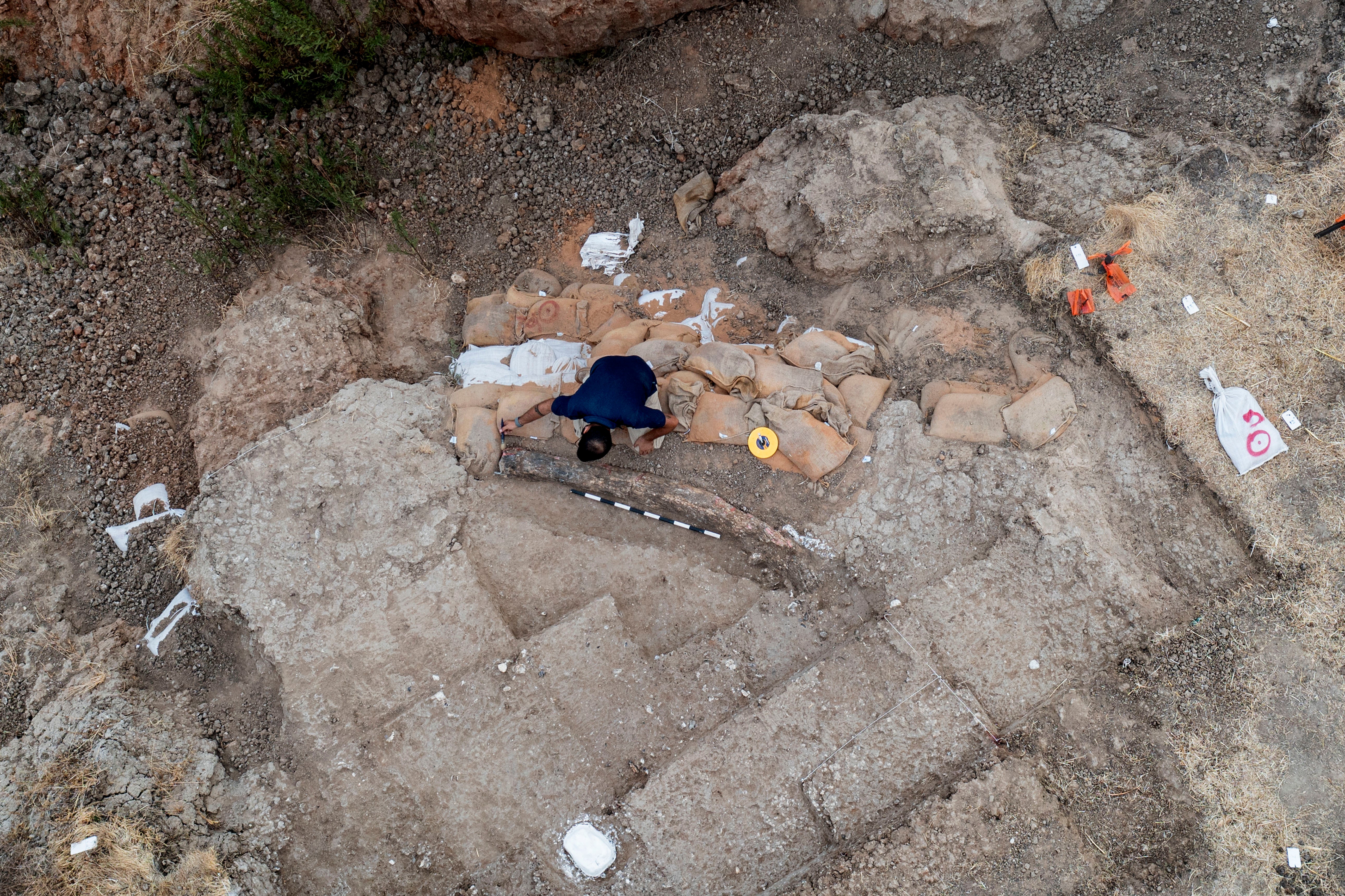 Israel Prehistoric Tusk