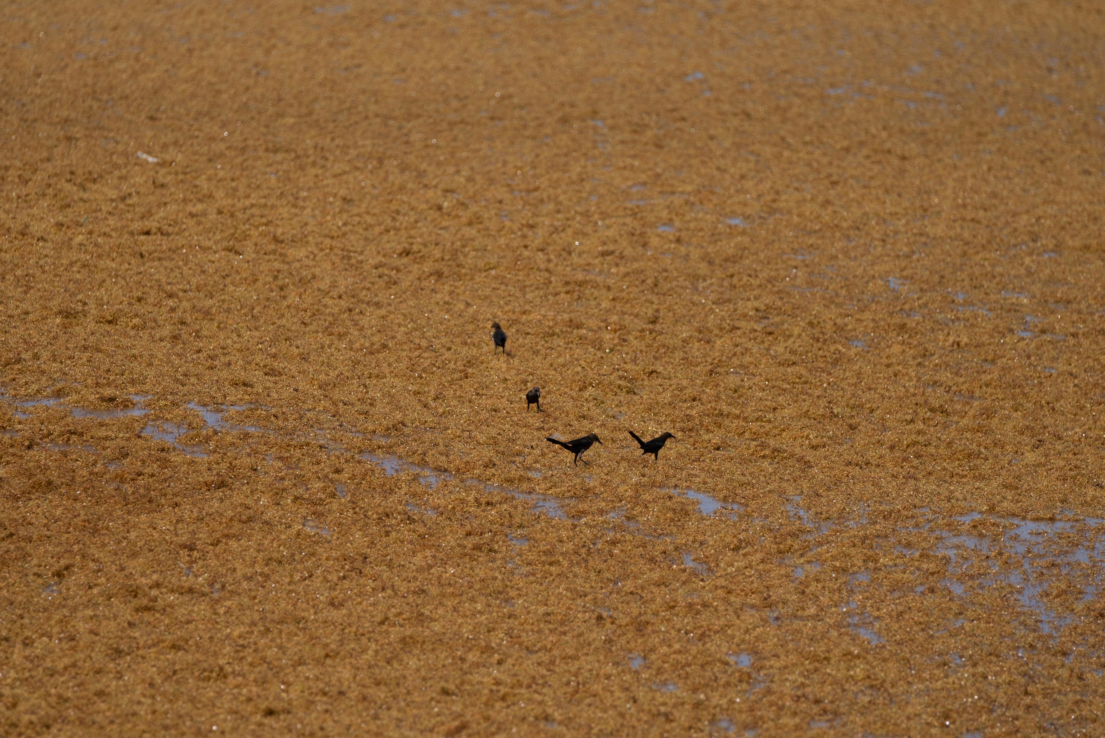 Birds walk on sargassum seaweed floating on the Caribbean Sea in Tulum