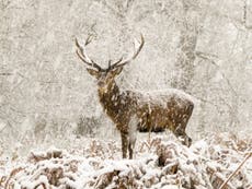 UK weather: Temperatures to plummet to -6°C amid snow shower warning