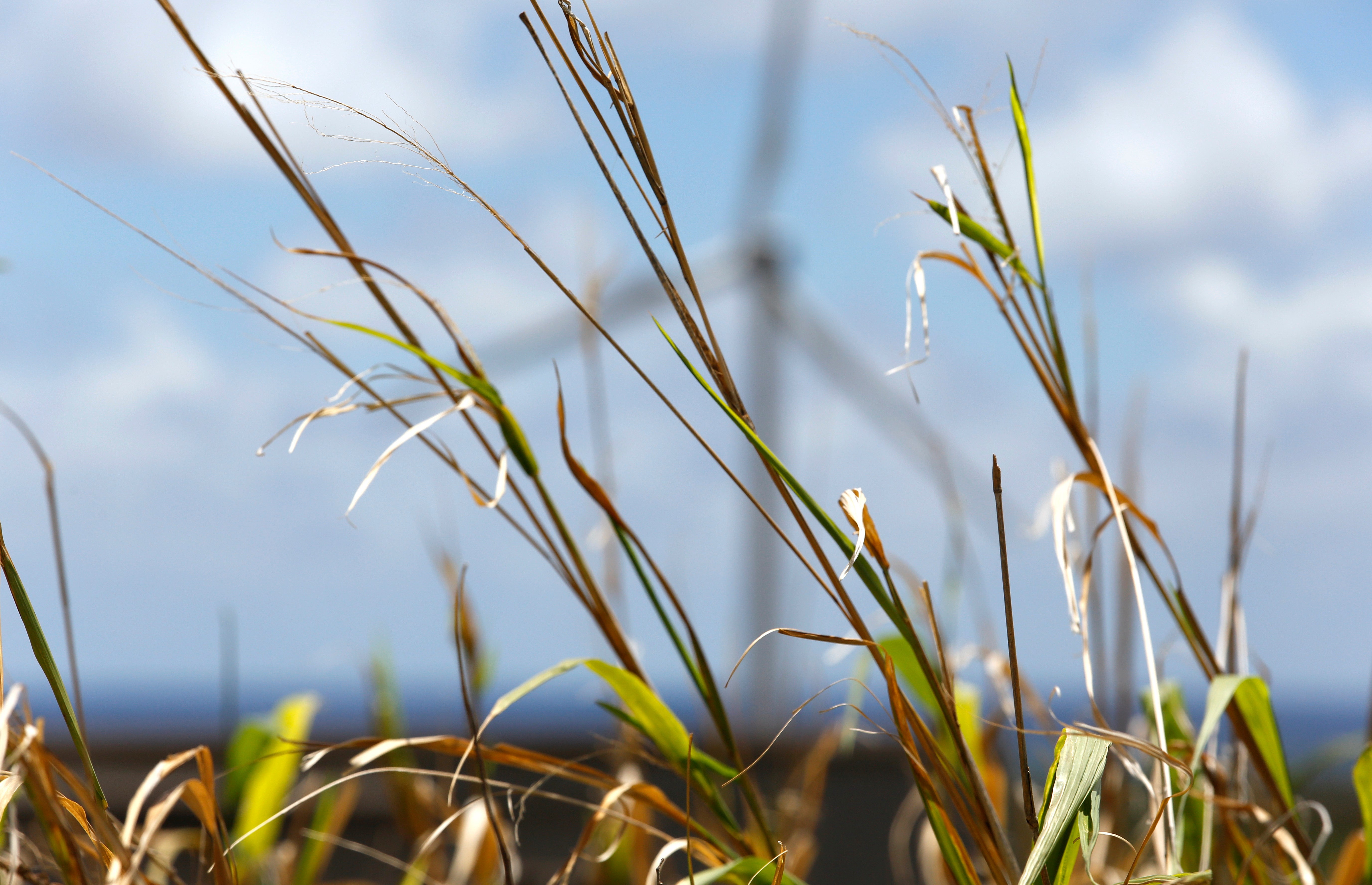 Climate-Hawaii Halting Coal