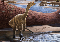 Oldest dinosaur fossil in Africa discovered