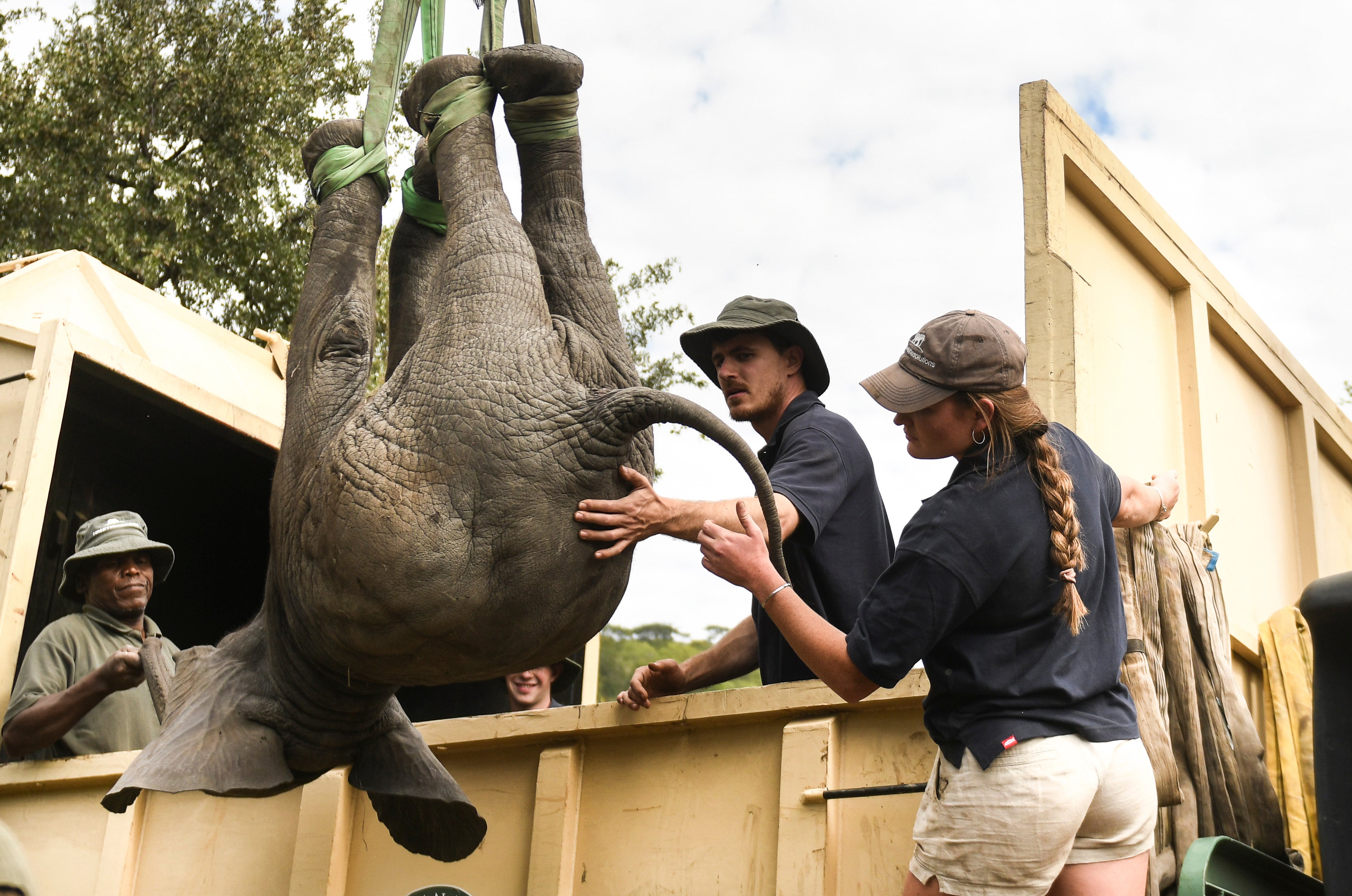 More than 2,500 wild animals are being moved in Zimbabwe. File picture of animals being relocated in Malawi