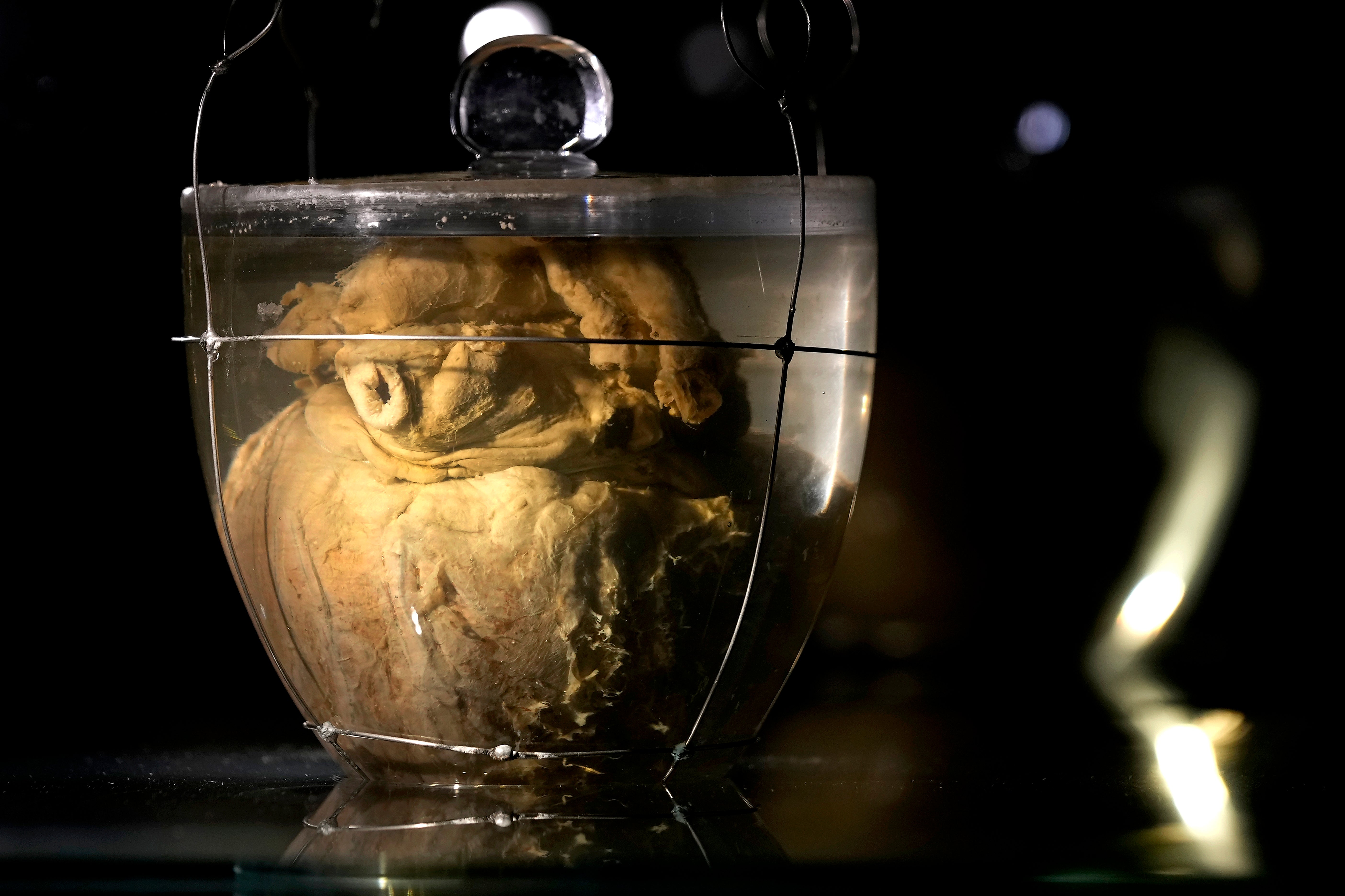 Brazil Emperors Heart