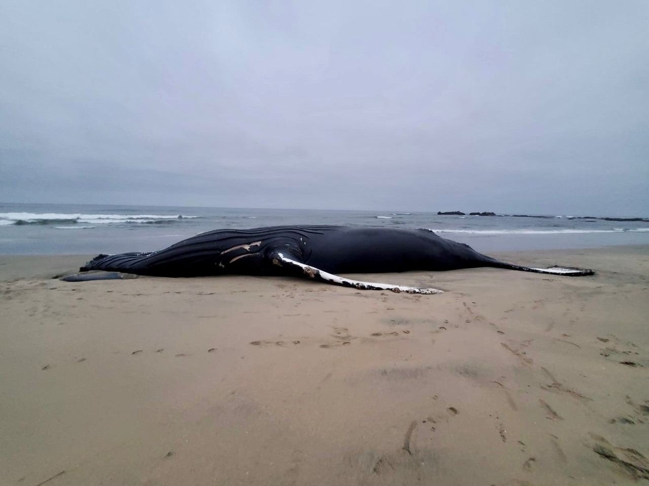 One of California’s best-known whales washed up on shore after being killed when it was struck by a ship, scientists say.