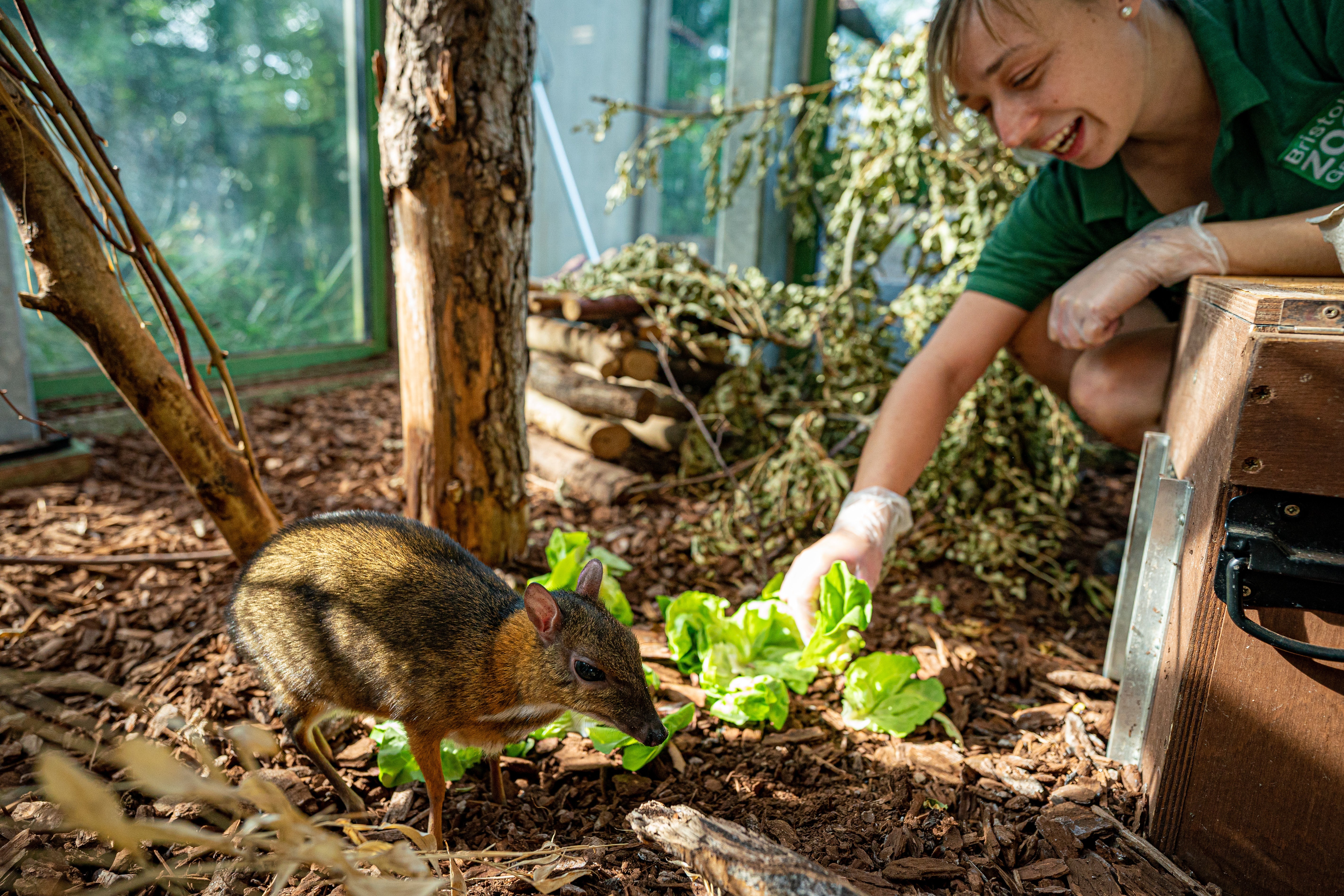 Otis, a one-year-old lesser Malay mouse-deer, is fed by keeper Dani Thatcher at Bristol Zoo Gardens ahead of its closure on Saturday