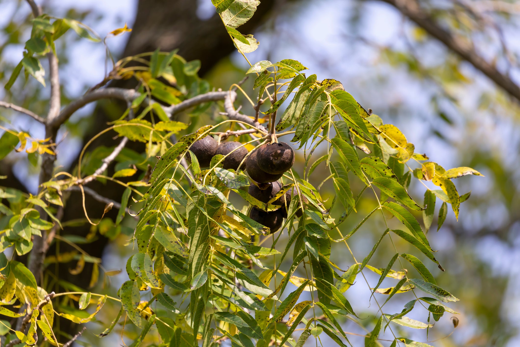 Mother sparks debate by asking couple to cut down trees over son’s nut allergies