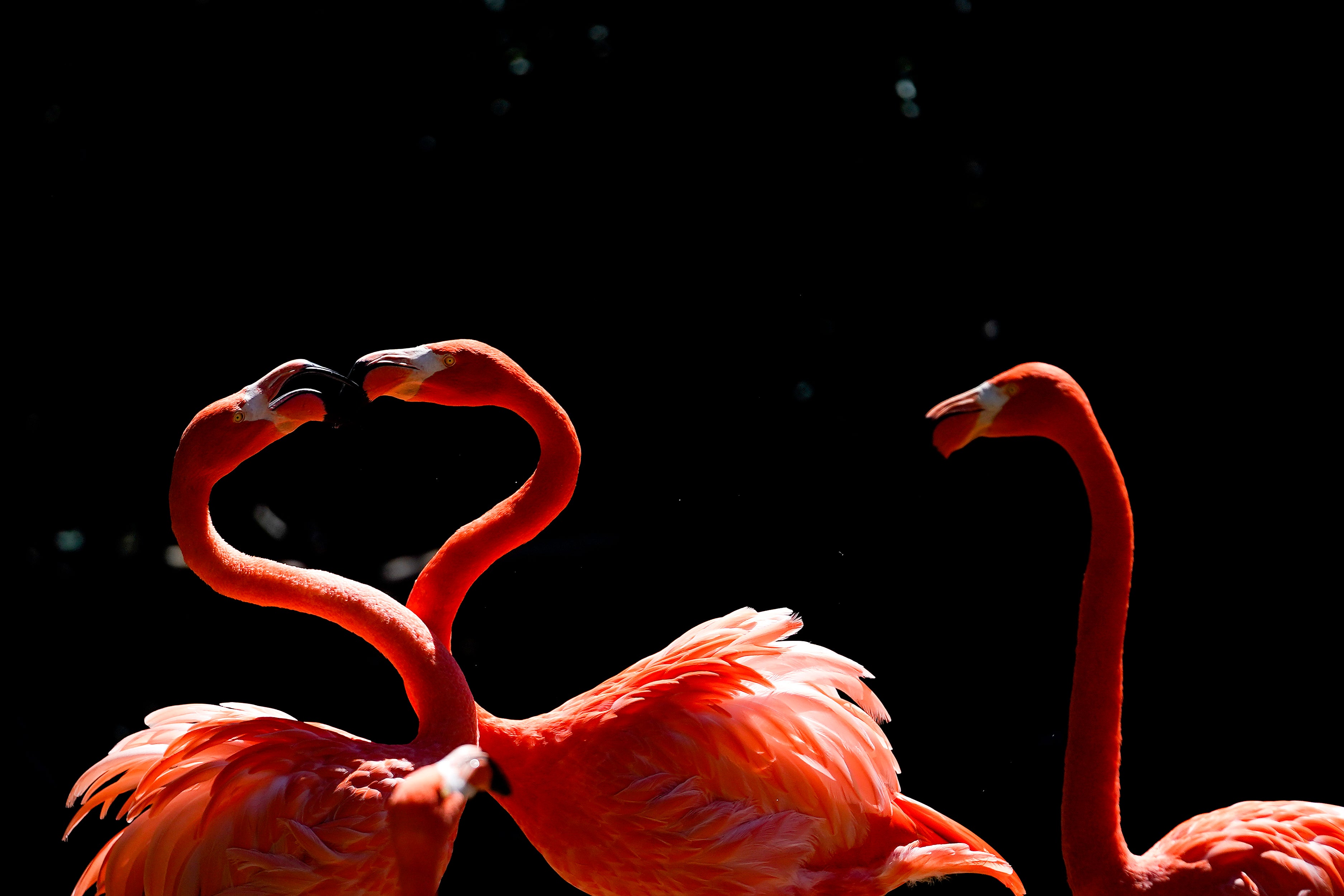 Flamingos are being sighted across the US after Idalia (file photo)