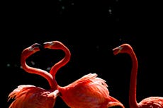 Flamingos are cropping up thousands of miles from their homes after Hurricane Idalia