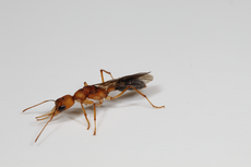 Study unlocks secret to long life in queen ants, shedding light on ageing for ‘other species’