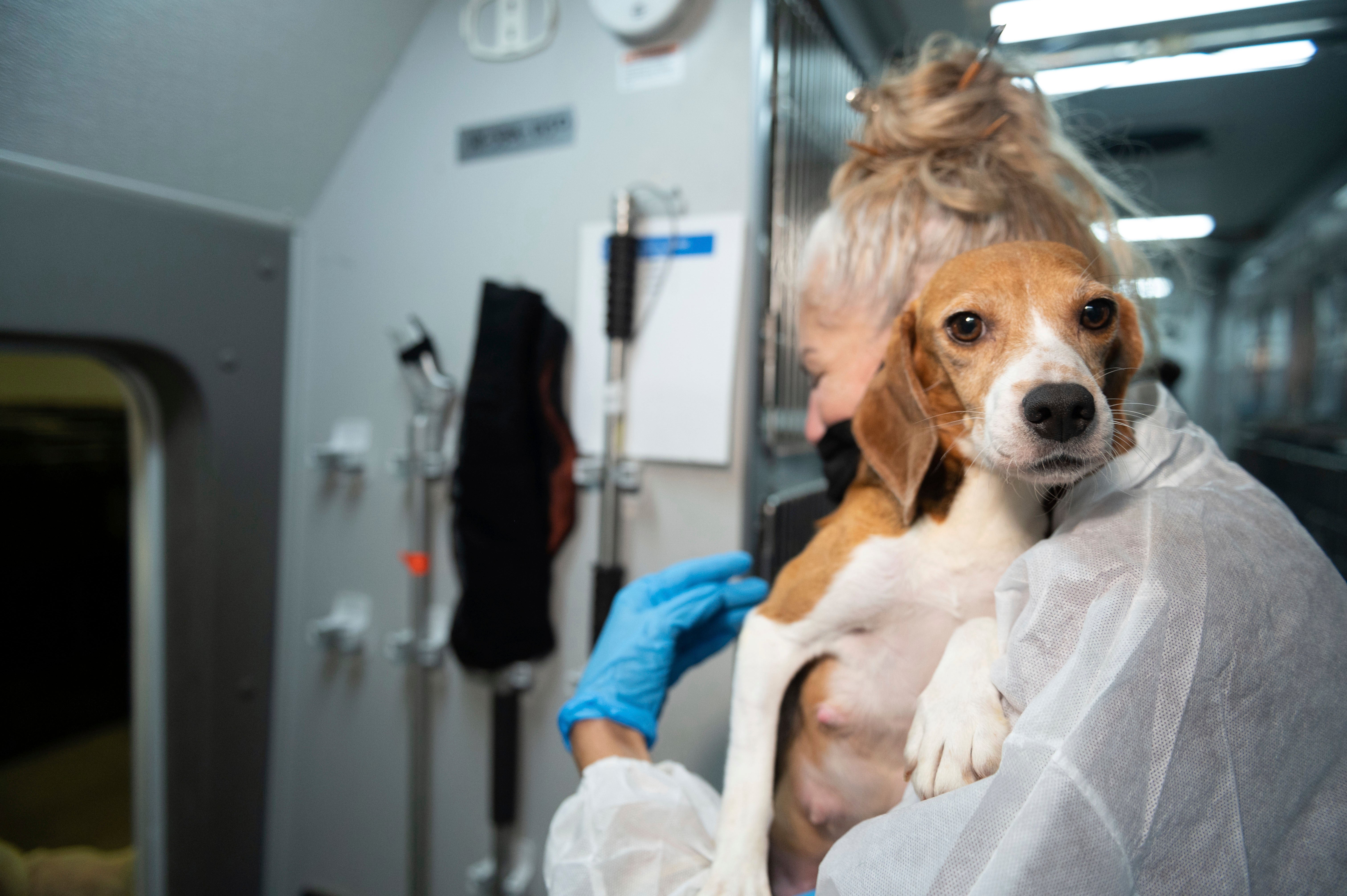 FILE — An HSUS Animal Rescue Team member carries a beagle into the organization’s care and rehabilitation center