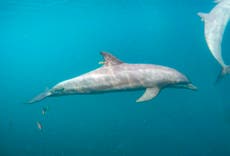 Rescued dolphins swim free from Indonesia sanctuary