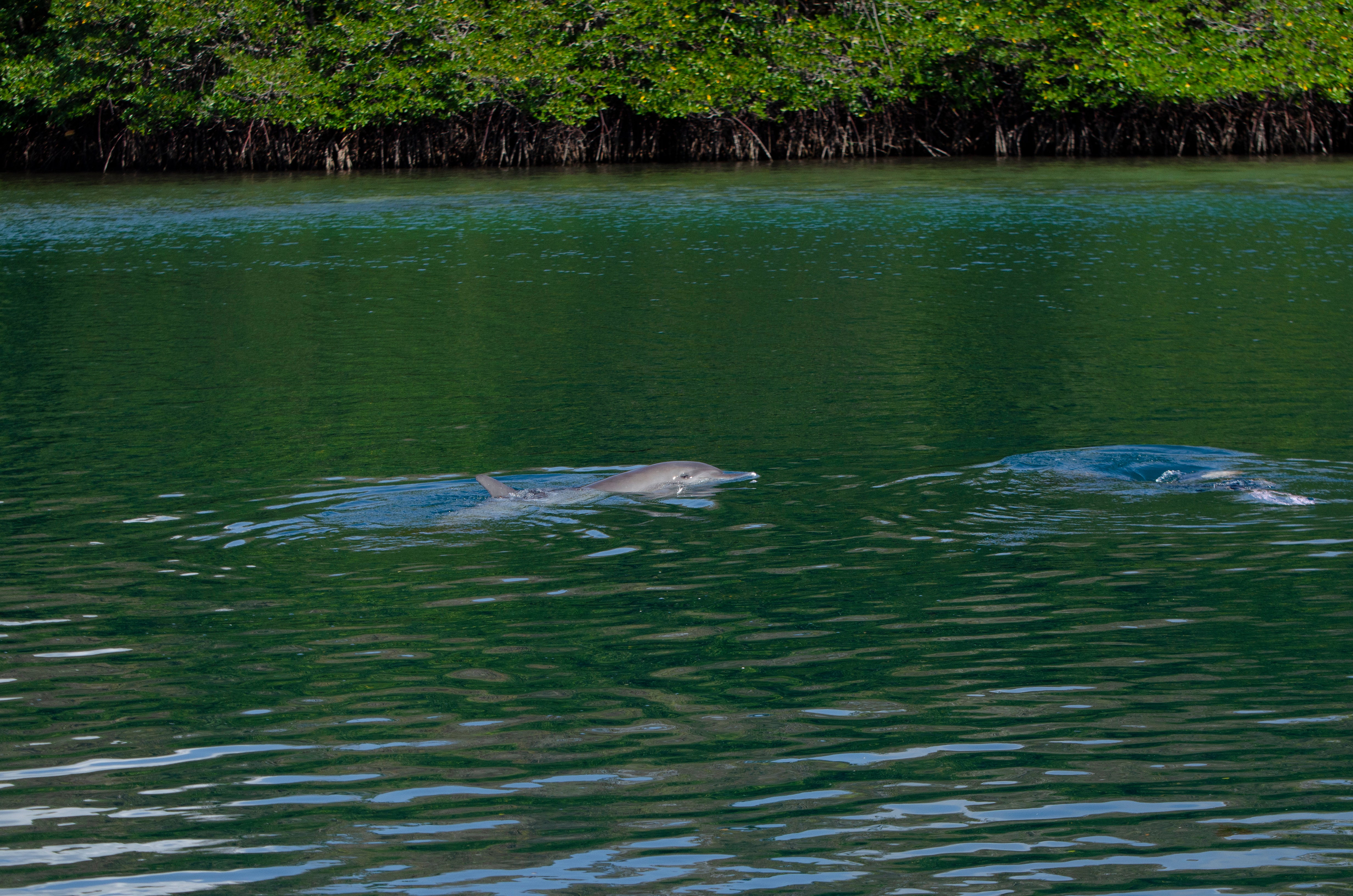 Indonesia Dolphins