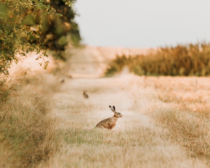 Endelave is home to thousands of wild rabbits