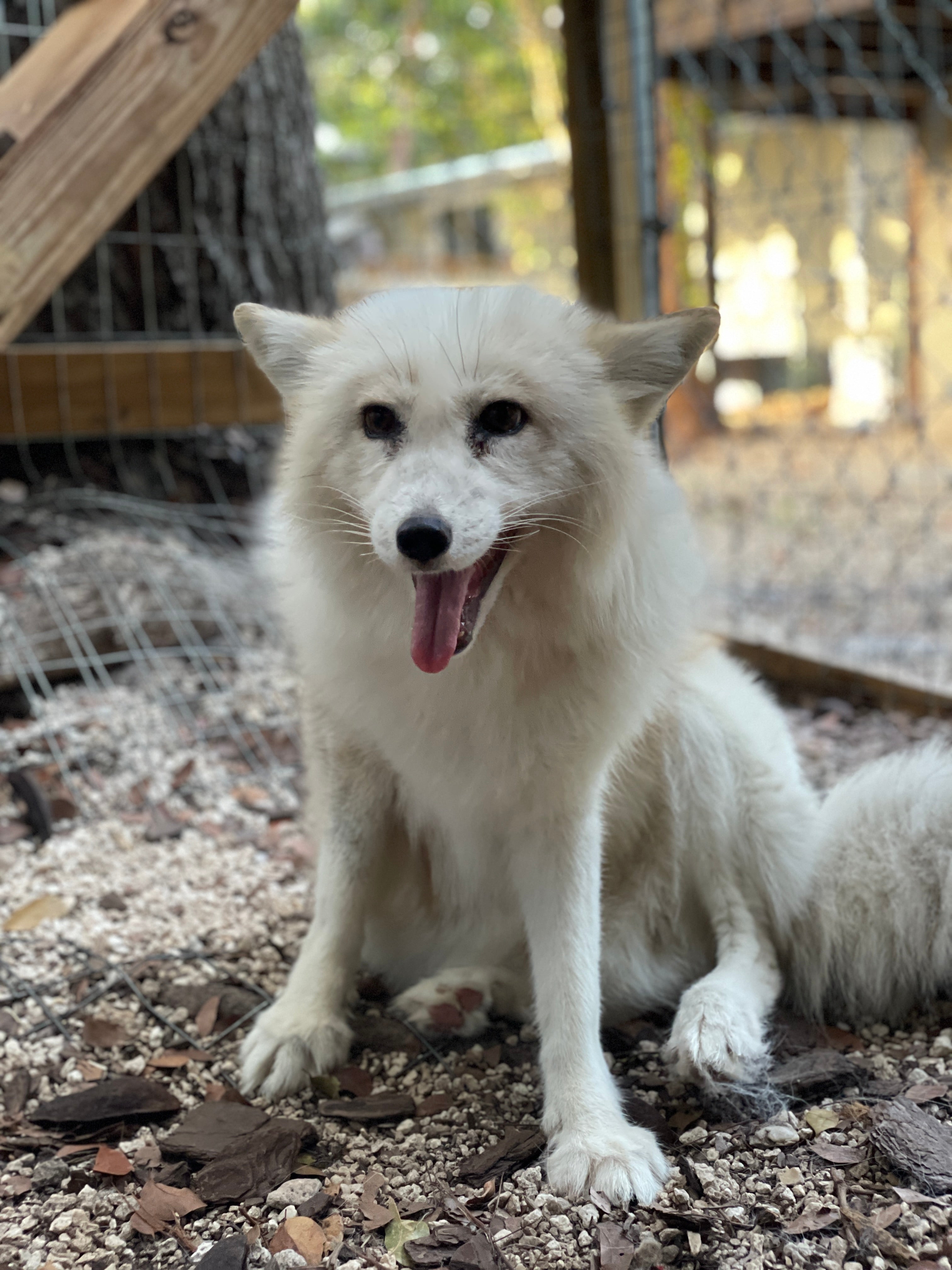 Jasper the fox (Collect/PA Real Life)