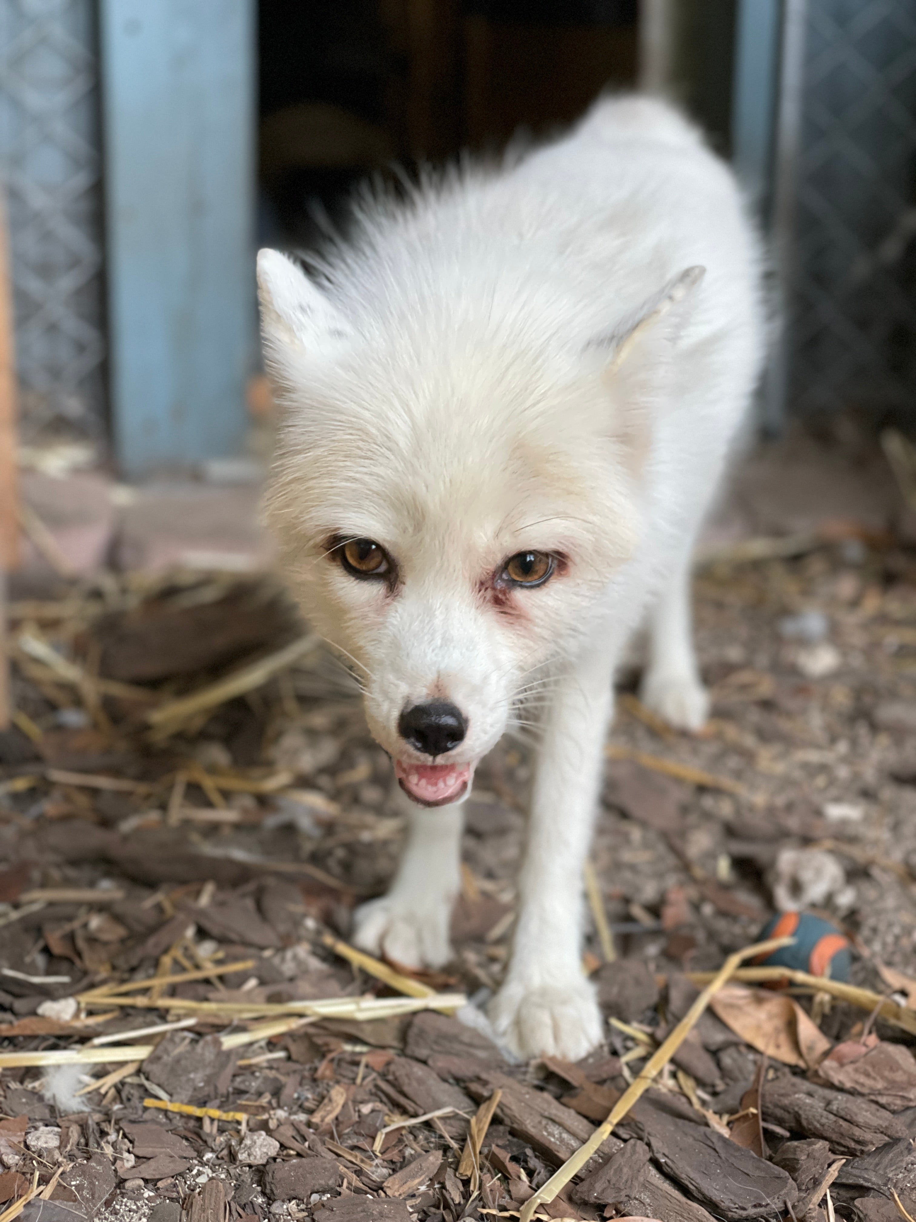 Libby the fox (Collect/PA Real Life)