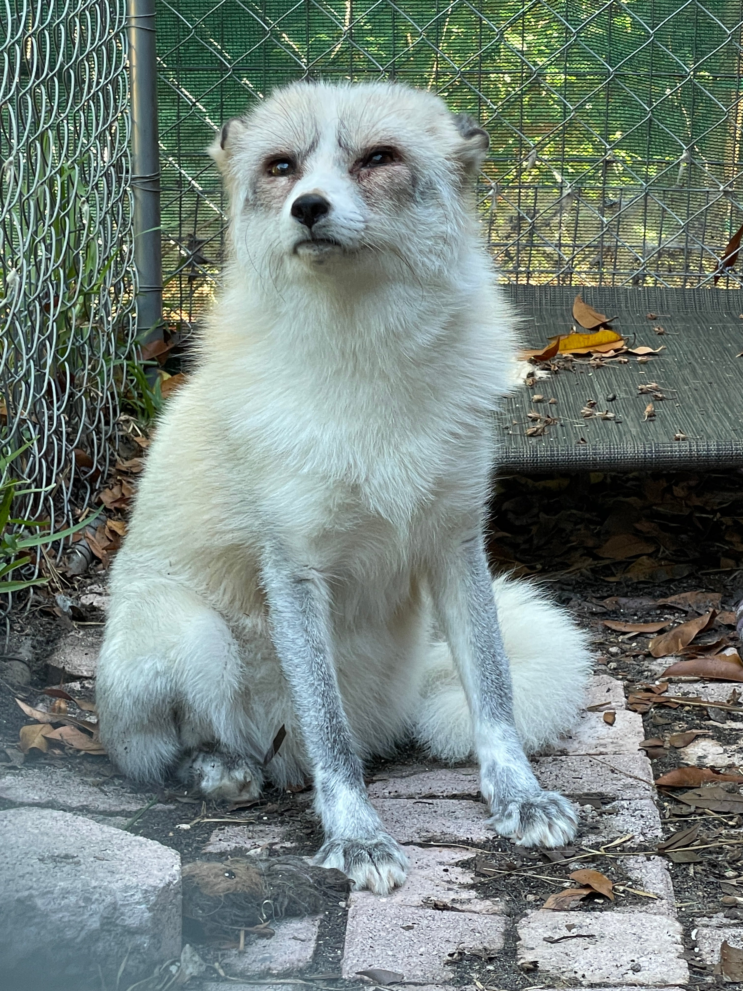 Louie the fox (Collect/PA Real Life)