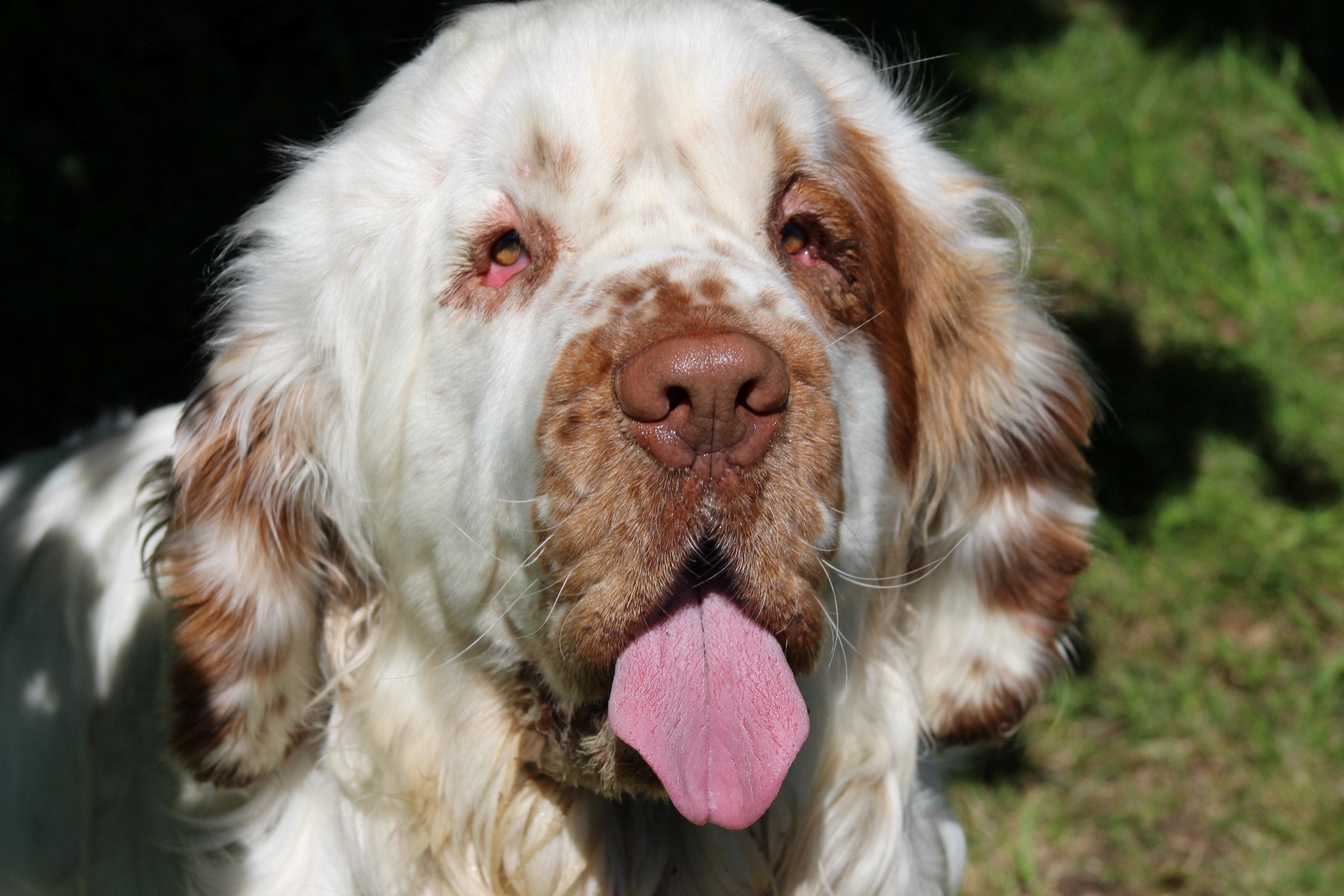 Bentley, the Clumber Spaniel, after his successful operation