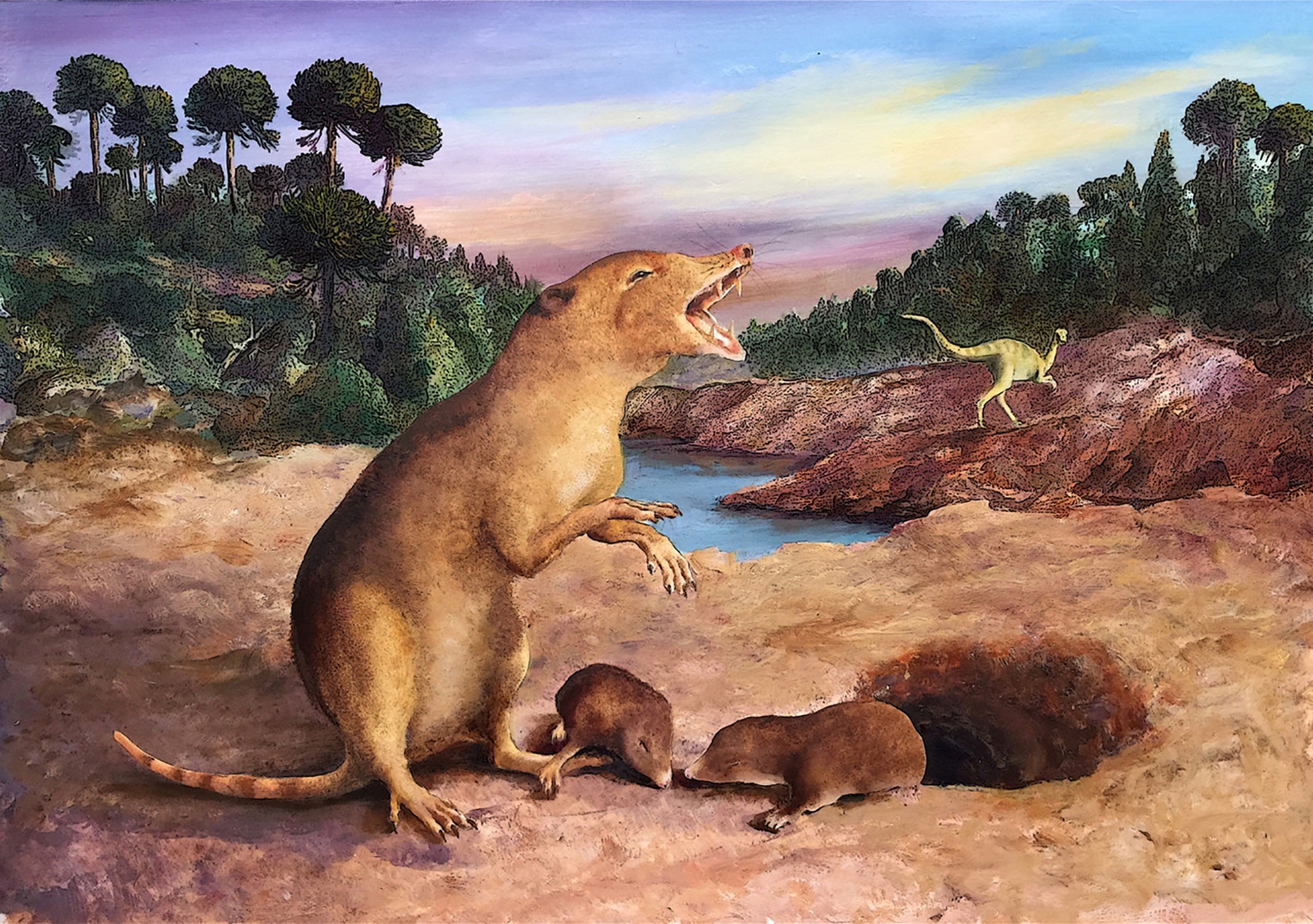 Brasilodon quadrangularis, the earliest known mammal, has been identified using fossil tooth records (2022 Anatomical Society/Wiley)