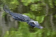 Woman, 77, attacked by large alligator in Florida gated community