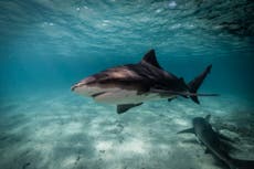 Woman on family cruise killed by shark as she snorkels in Bahamas