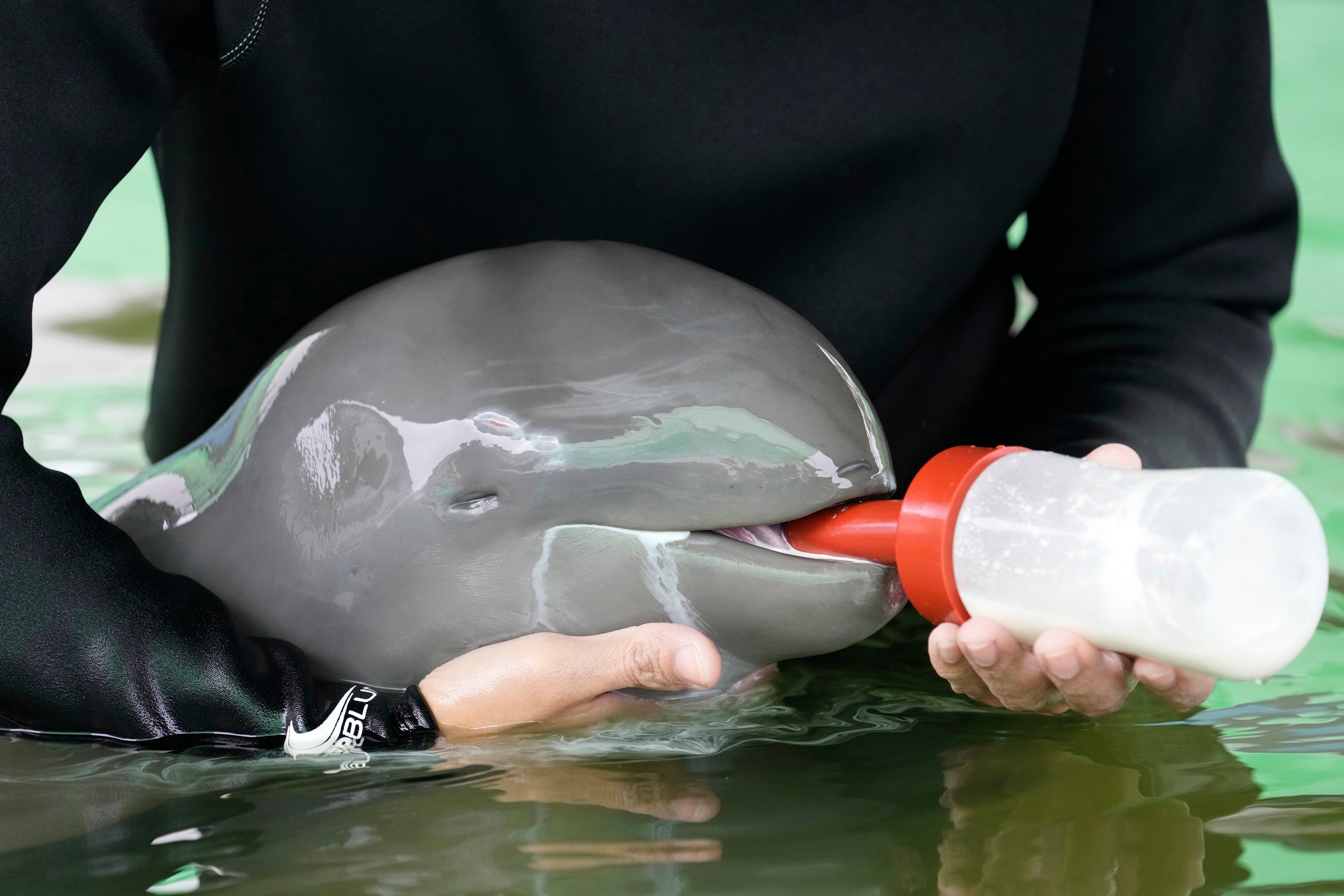 Thailand Baby Dolphin