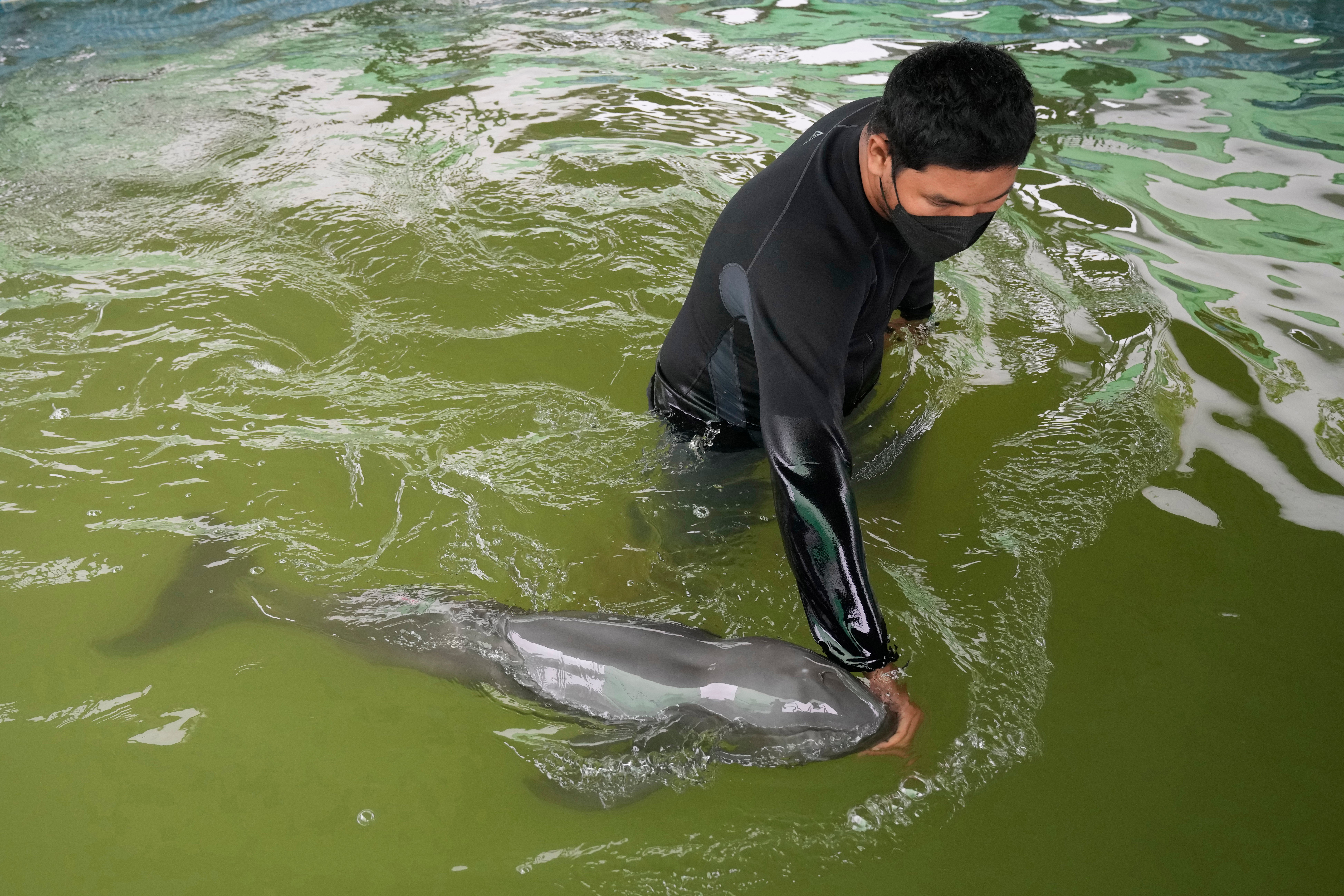 Thailand Baby Dolphin