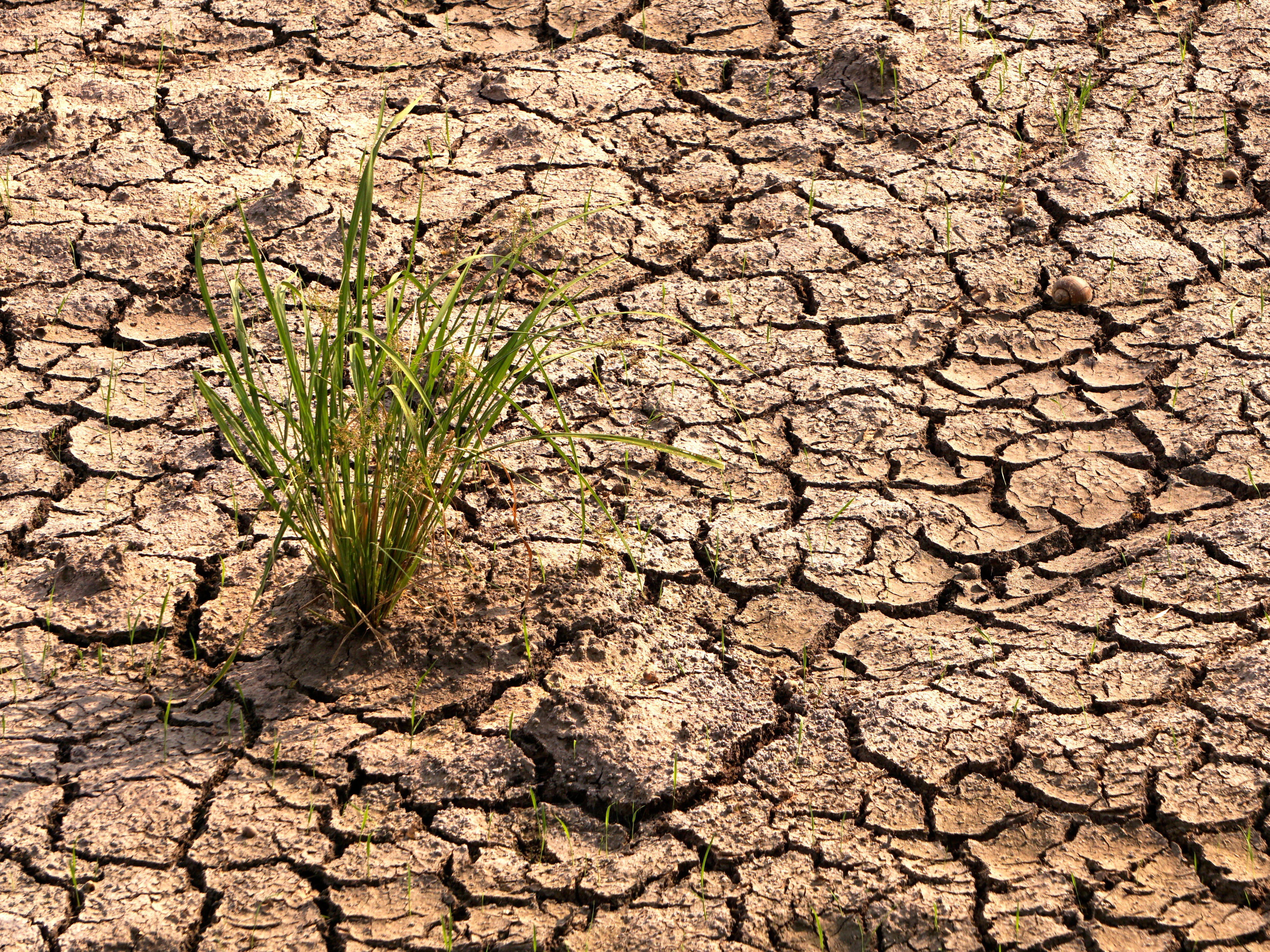 Researchers have found climate change will decrease crop yields if urgent action is not taken to reduce fossil fuels