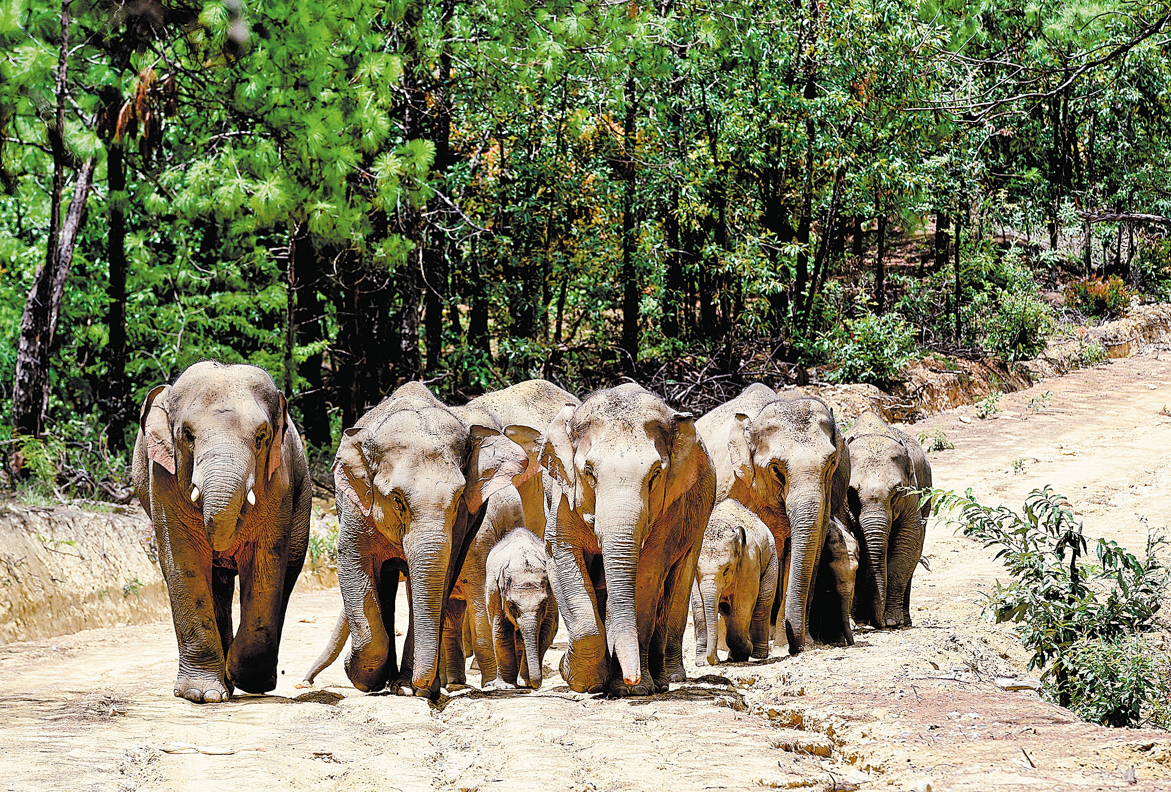 Roaming elephants approach Yangwu town, Yuxi, Yunnan province, on July 8, 2021