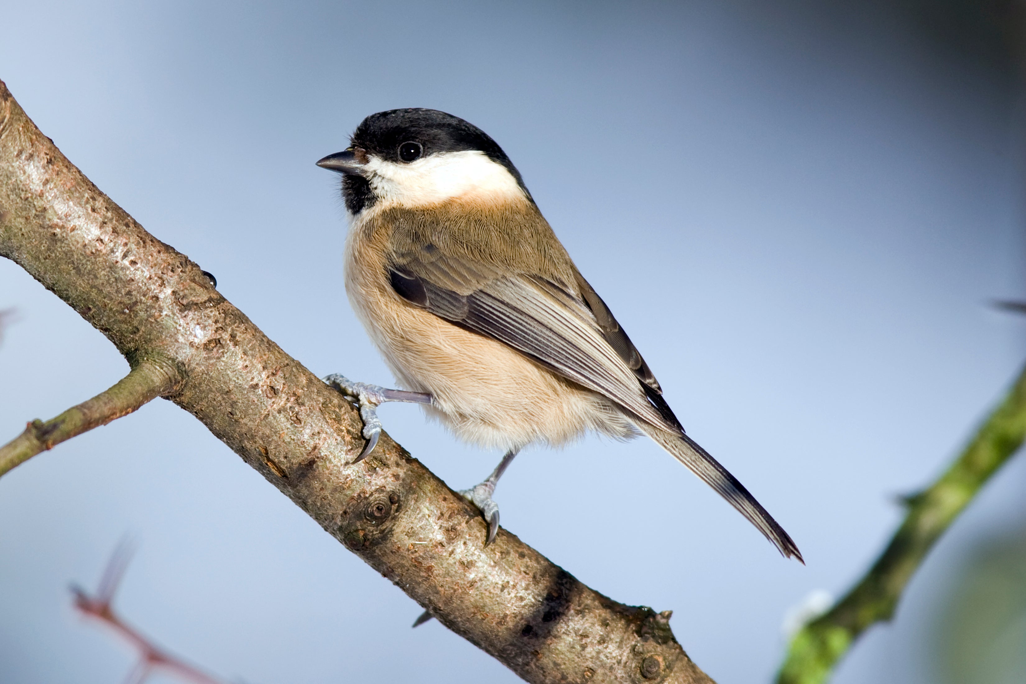 The willow tit is the UK’s most-threatened resident bird, and has been heavily affected by wildfires this year