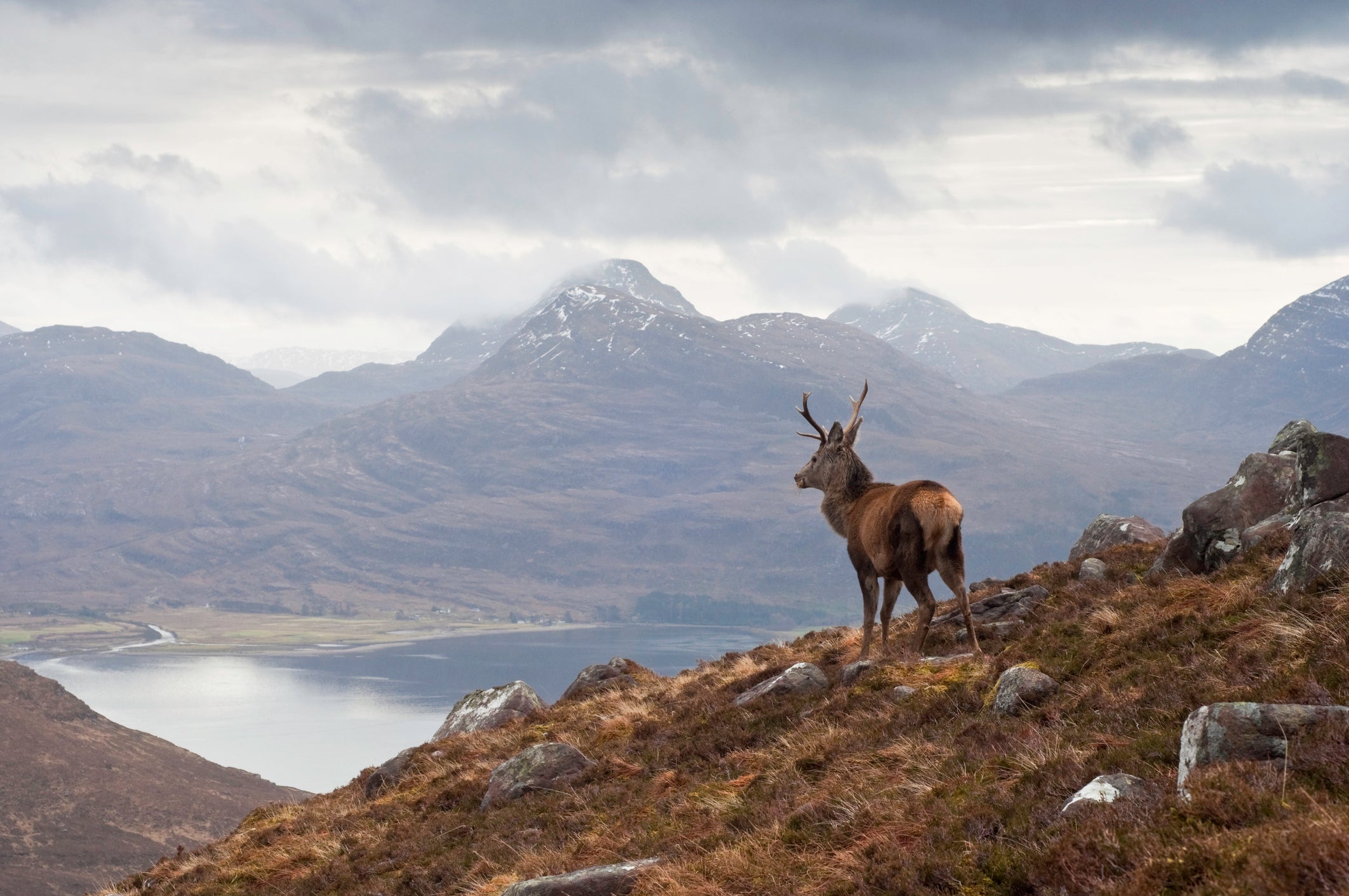 Majestic or monstrous? Scotland’s overgrazed, tree-less landscapes are a modern phenomenon, harbouring little biodiversity, sequestering little carbon and increasing flood risks