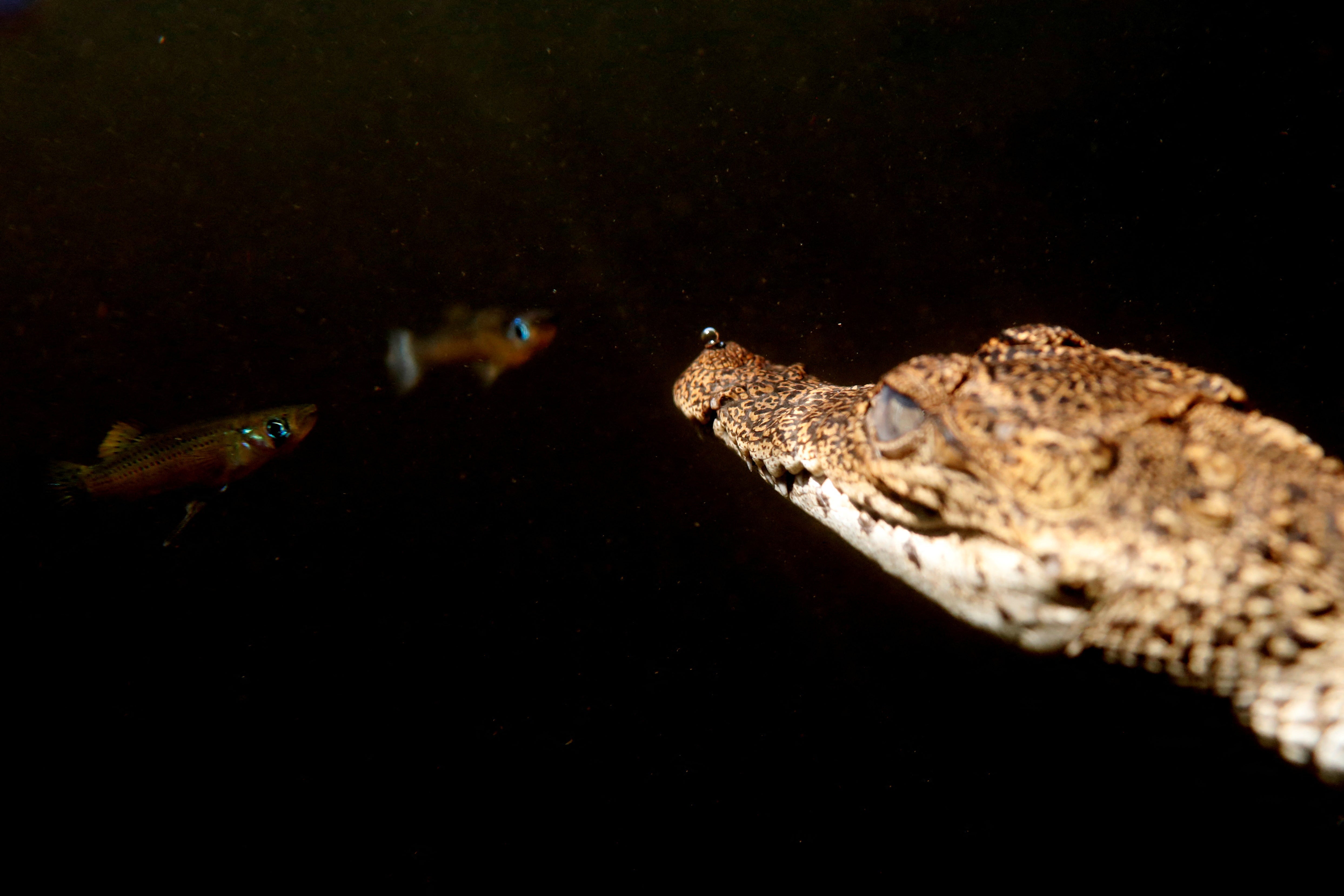 A Cuban crocodile swims with fishes after being released into the wild in Zapata swamp