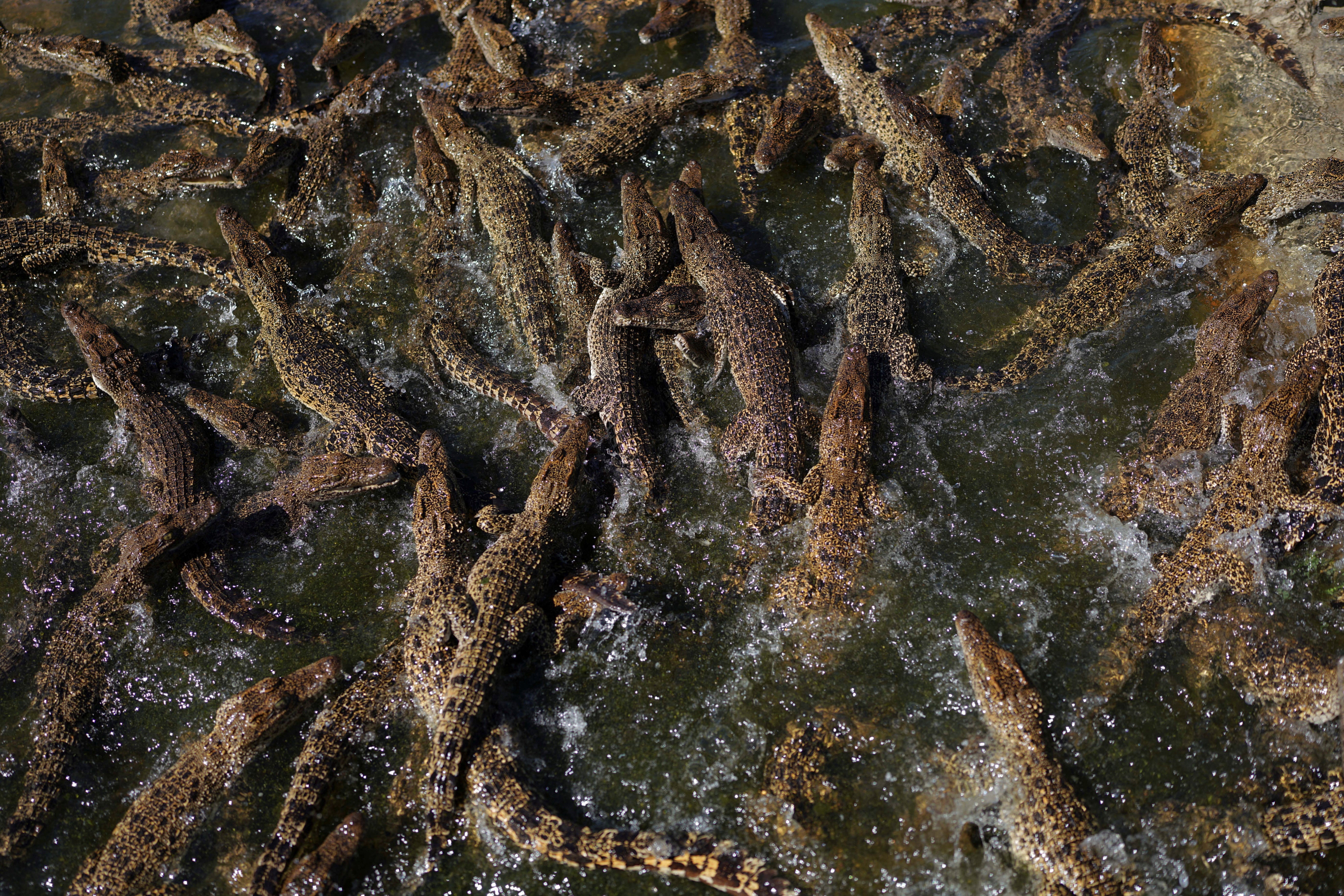 Cuban crocodiles swim at the Zapata hatchery