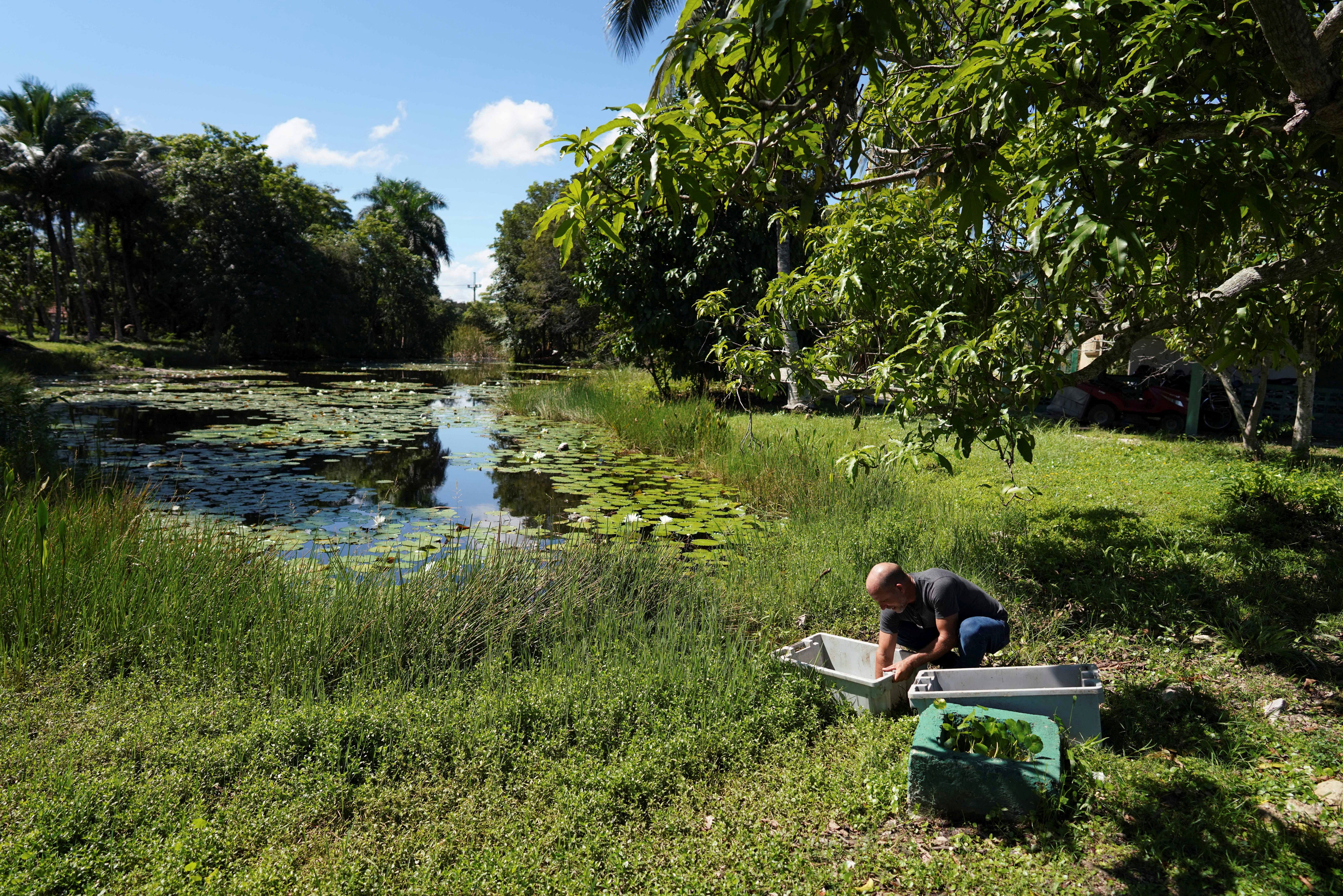 Veterinarian Gustavo Sosa washes newly-hatched Cuban crocodiles in the Zapata hatchery