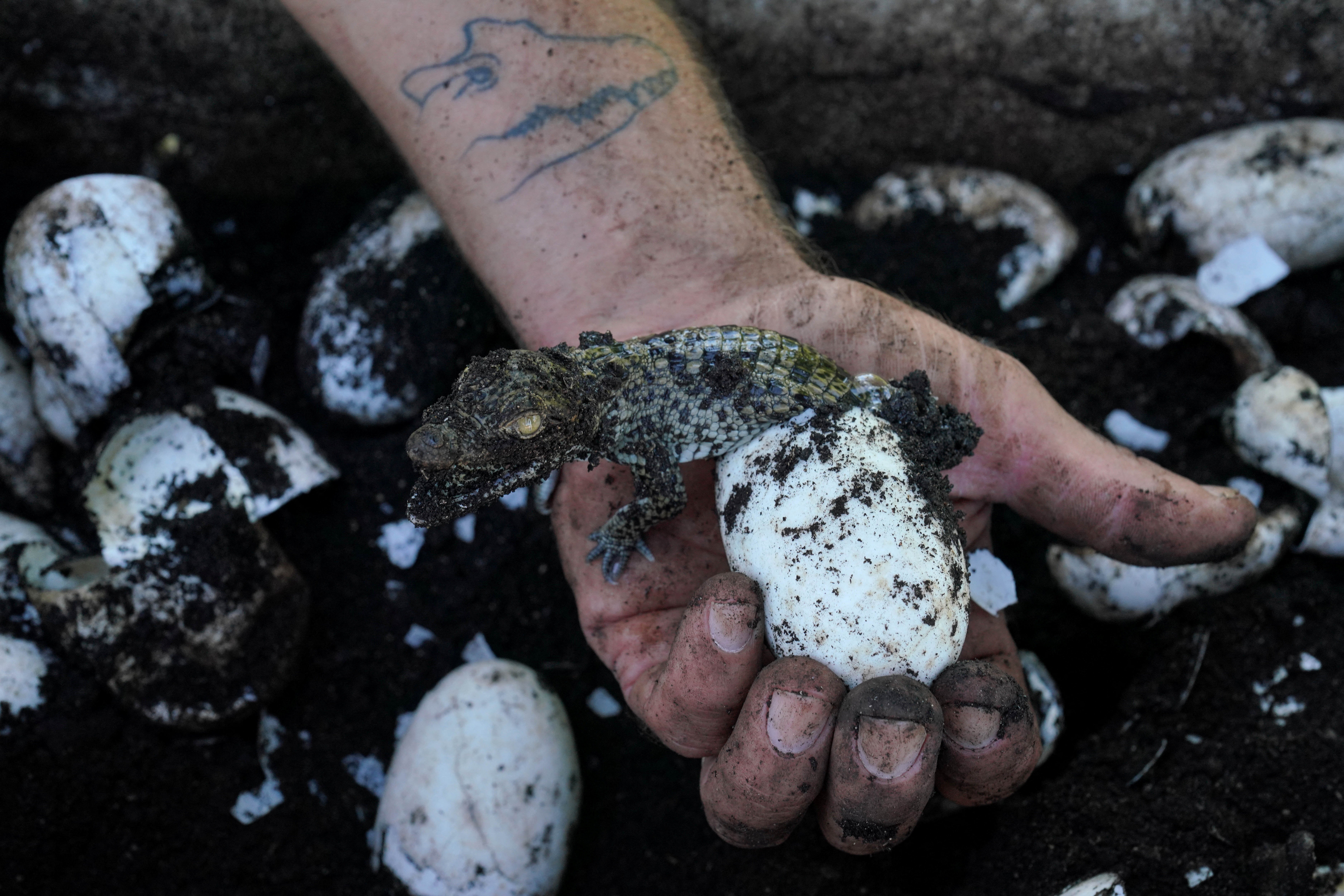 A newly-hatched Cuban crocodile emerges onto a biologist’s hand at a hatchery in Zapata swamp