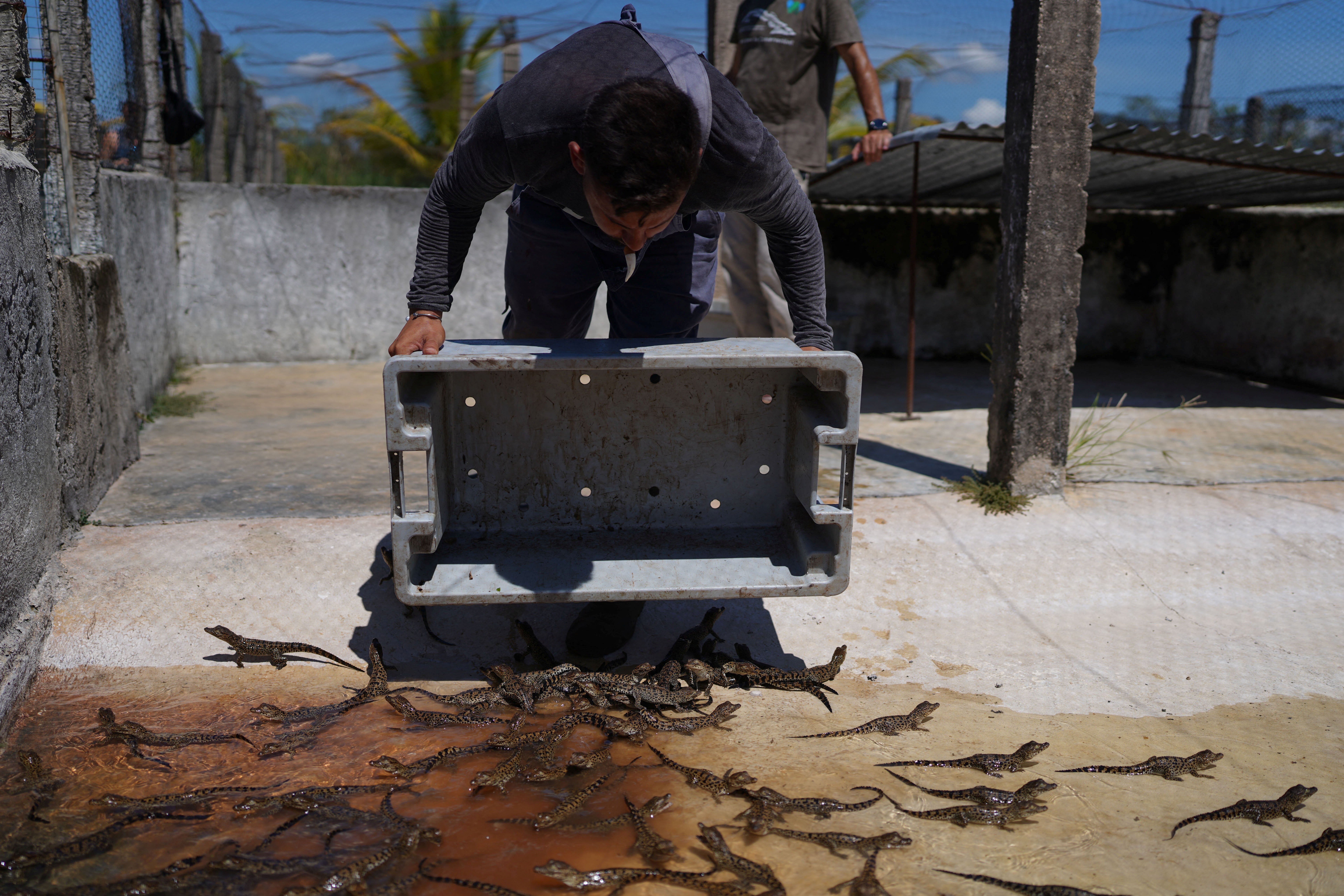 Veterinary technician Enrique Vasallo releases newborn Cuban crocodiles into their cage at the Zapata hatchery