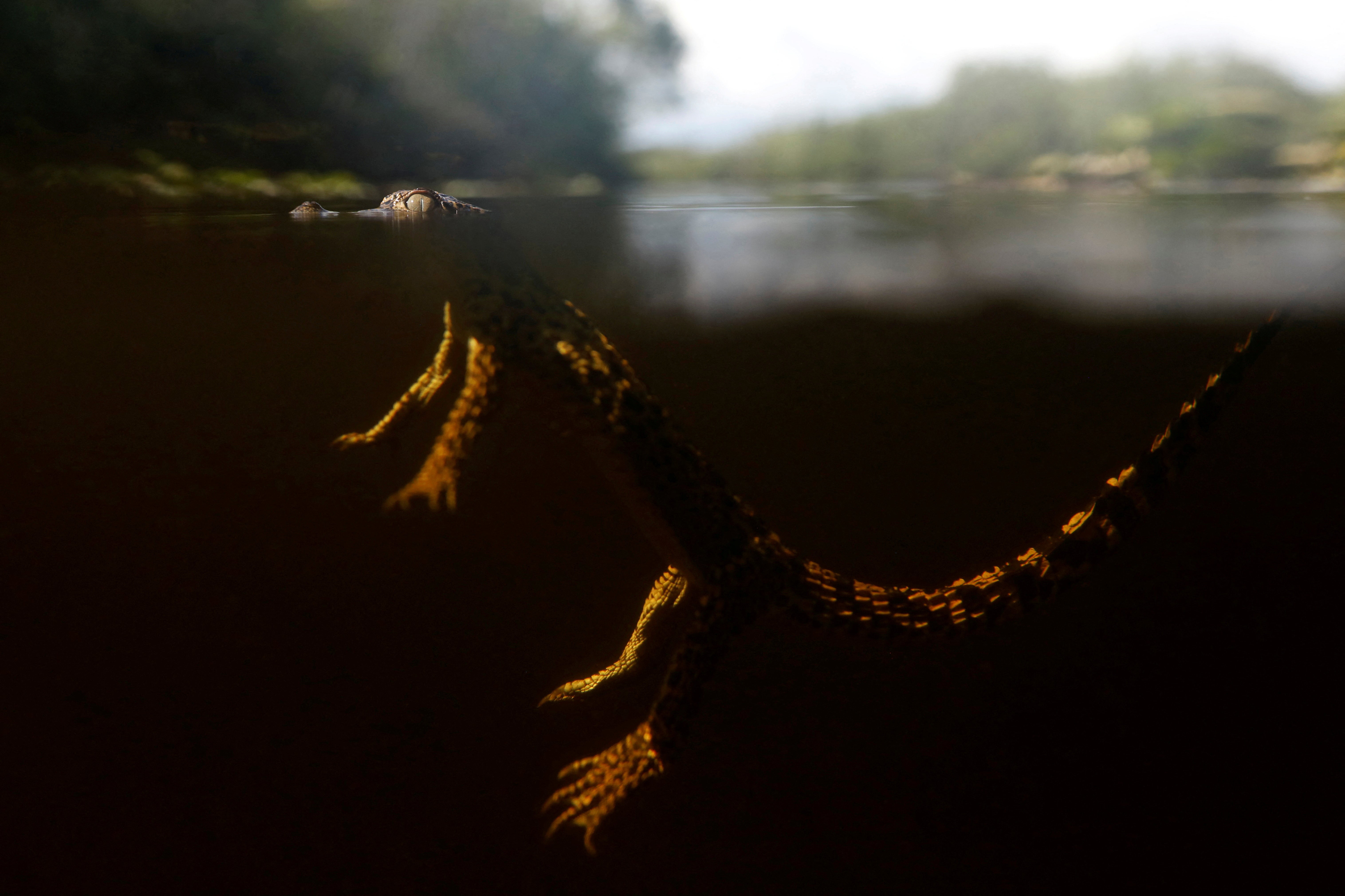 A Cuban crocodile swims after being released into nature in Zapata swamp