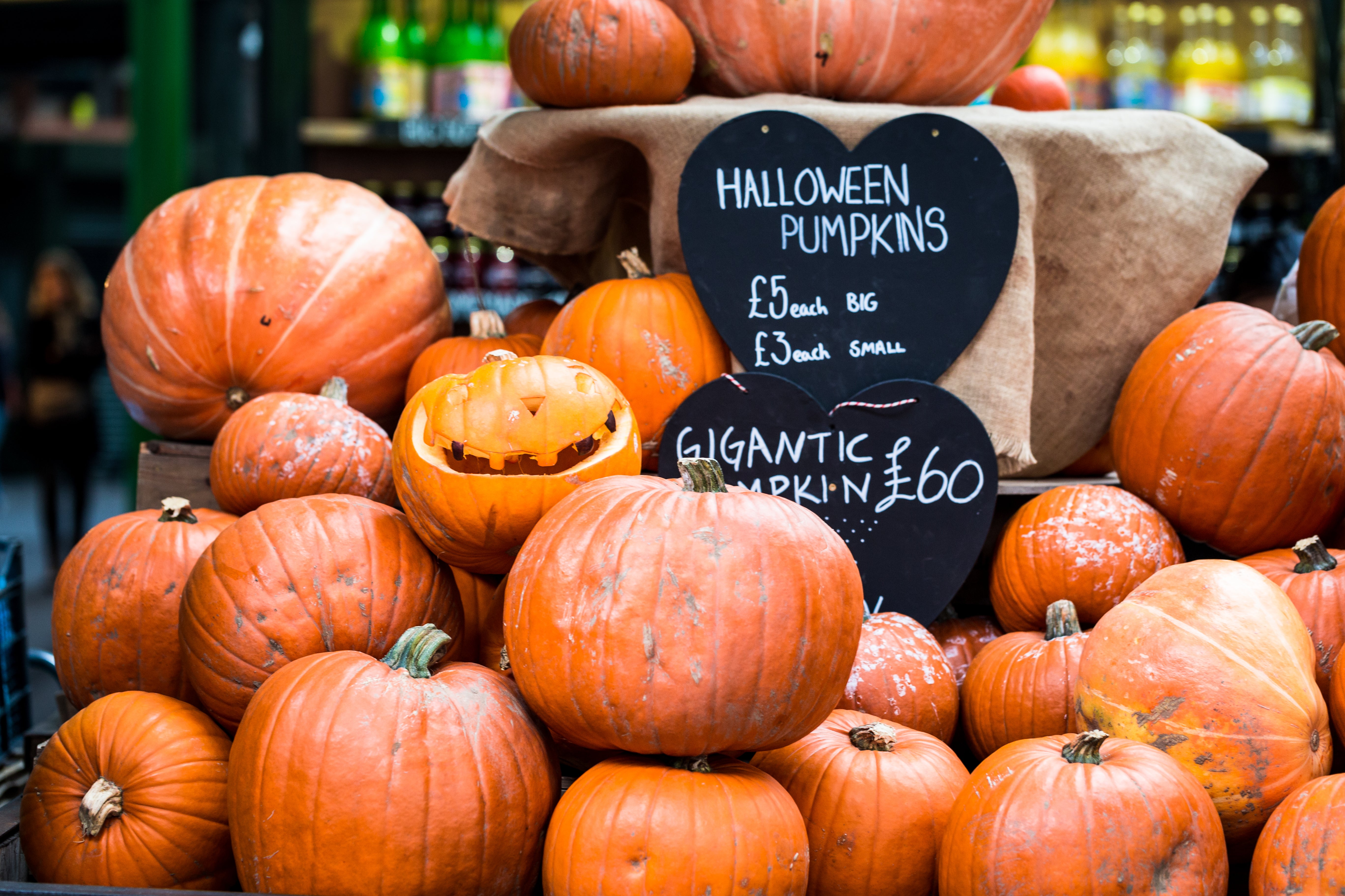 The most striking of autumn’s pumpkins is the impressively large Crown Prince