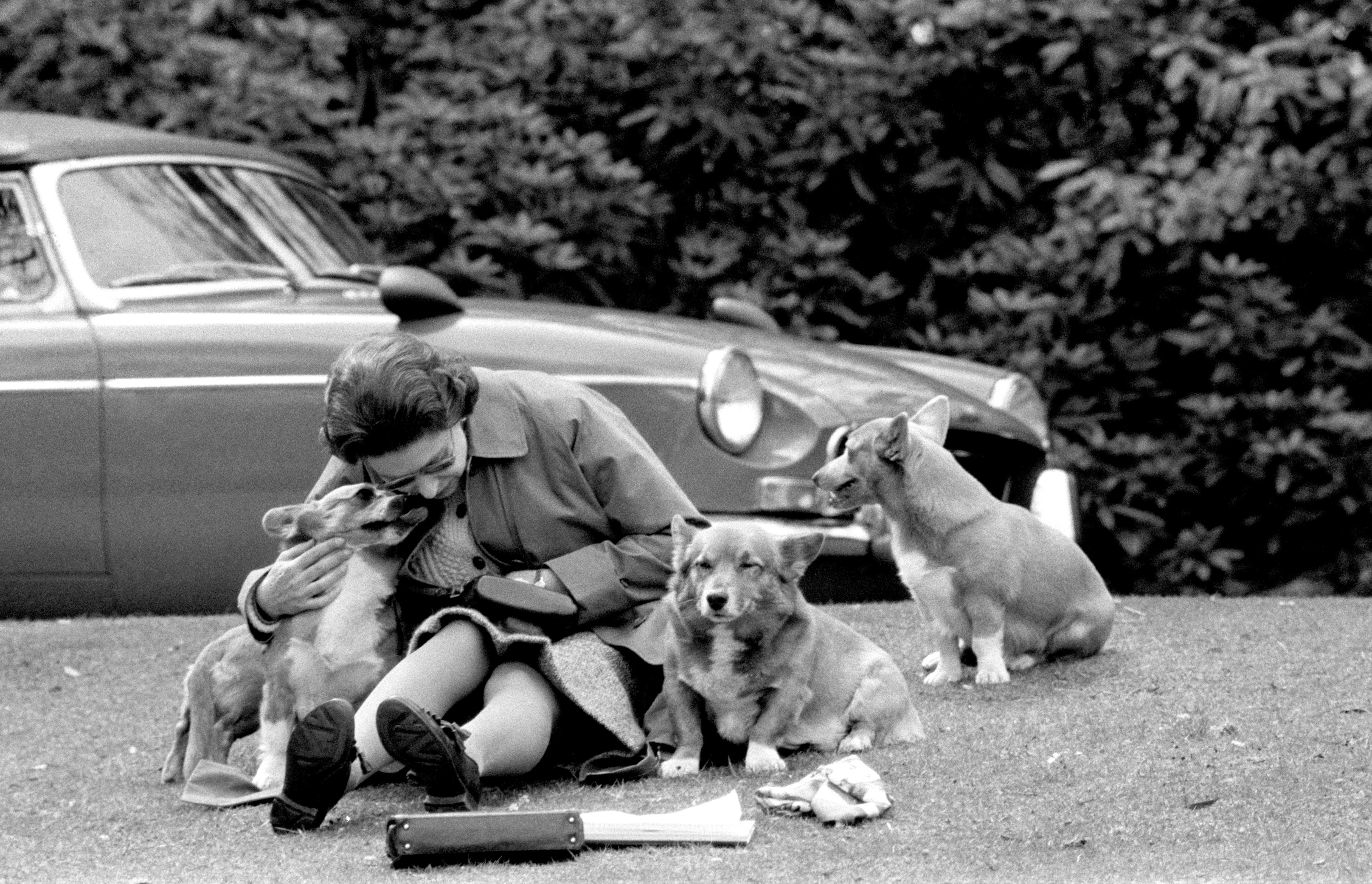 The Queen, sitting on a grassy bank with the corgis, at Virginia Water to watch competitors in the marathon of the European Driving Championship (PA)