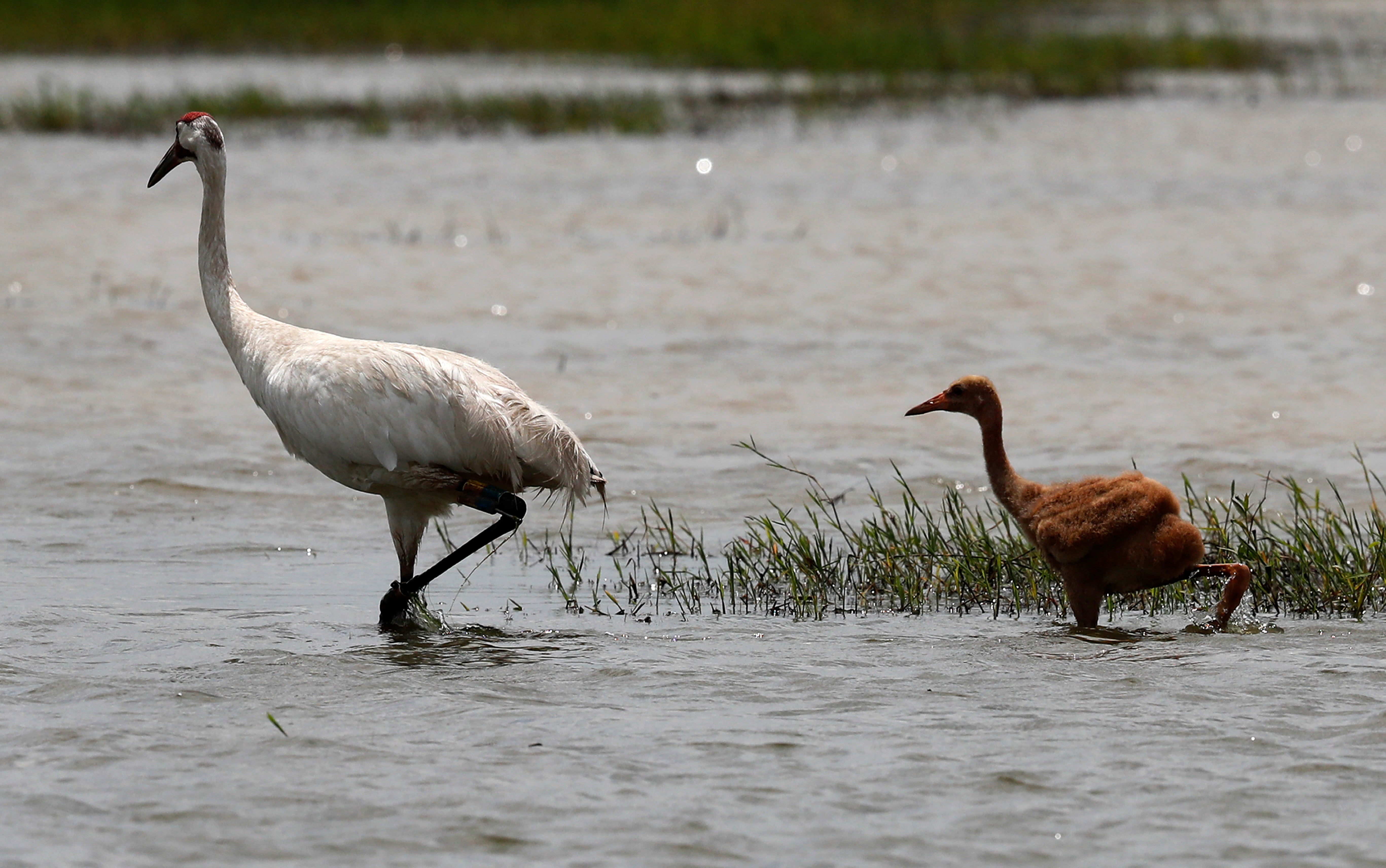 Whooping Cranes Louisiana