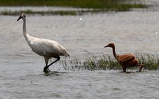 Record 8 fledged chicks for Louisiana's wild 'whoopers'