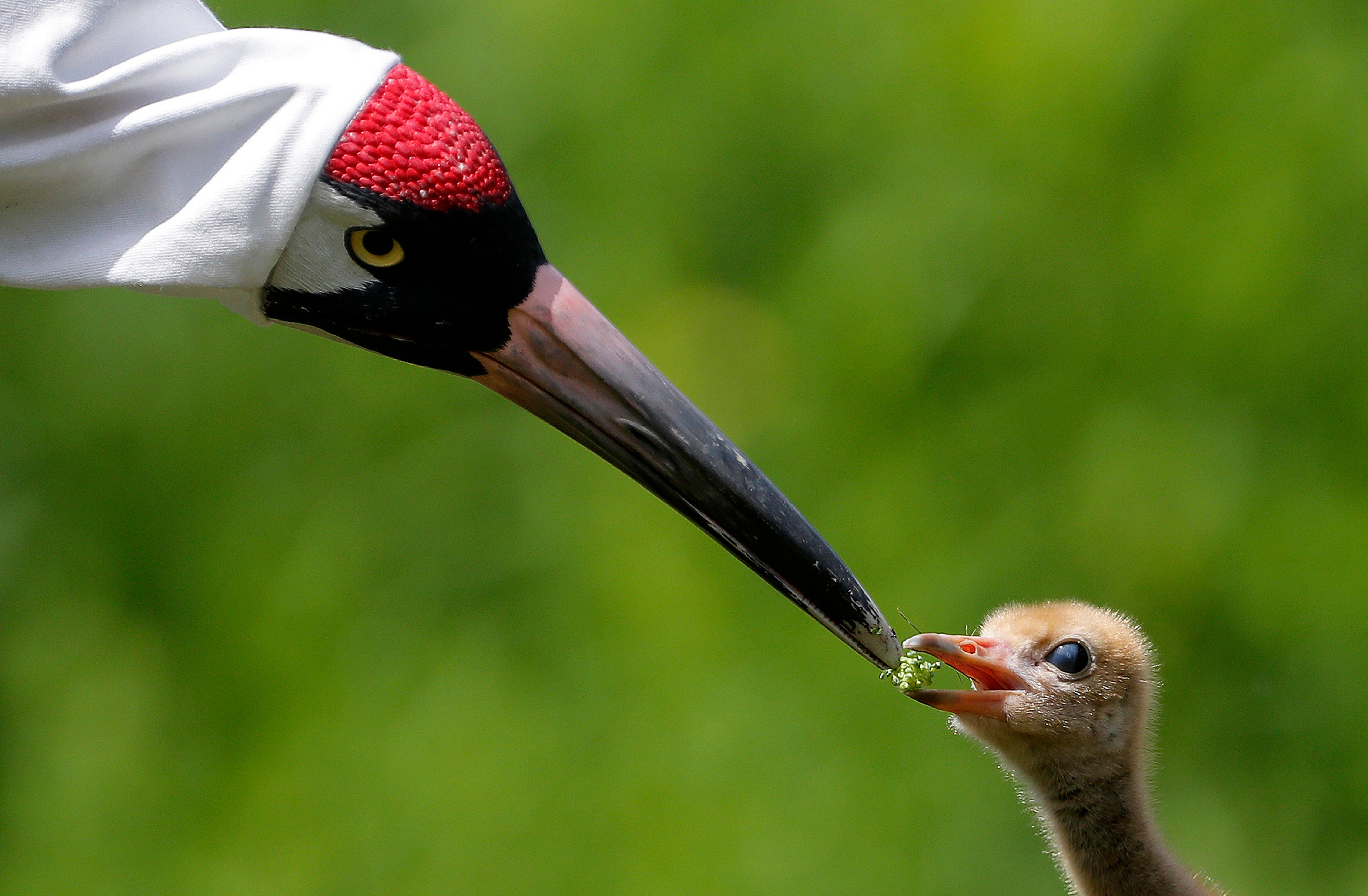 Whooping Cranes Louisiana