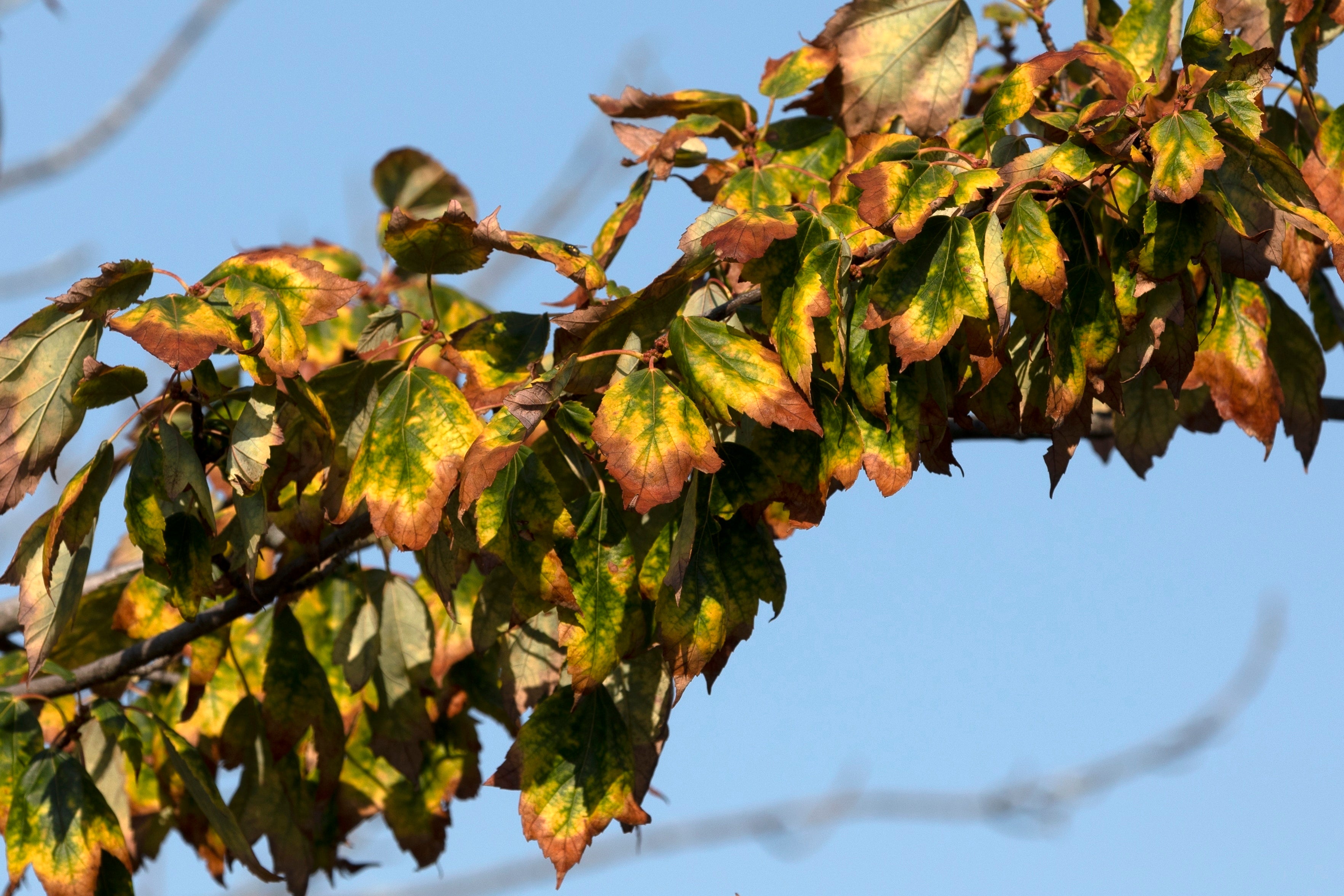 Drought Fall Foliage